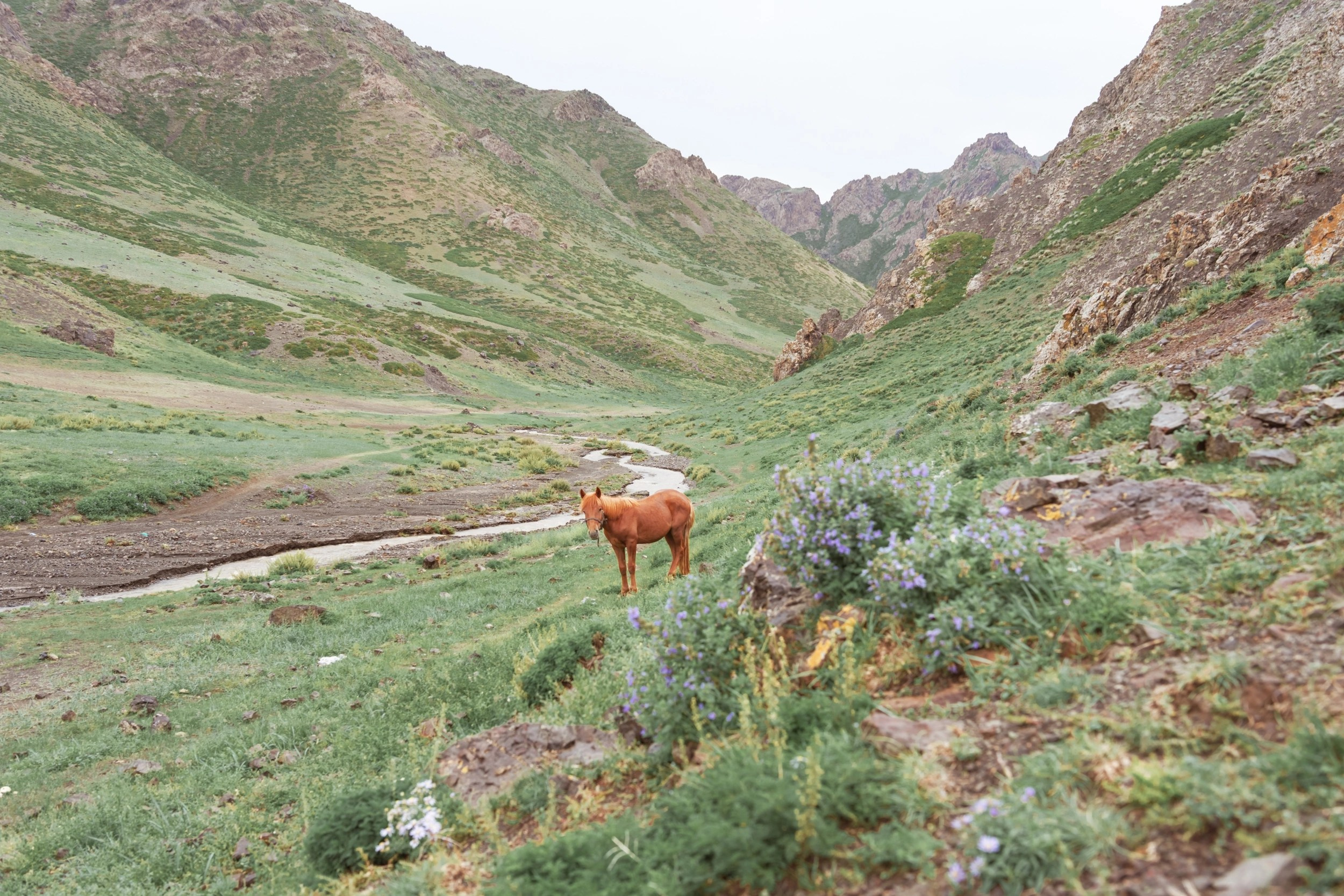 Лошади пасутся в Ущелье грифов Елын Ам, Horses graze in the Elyn Am Vulture Gorge