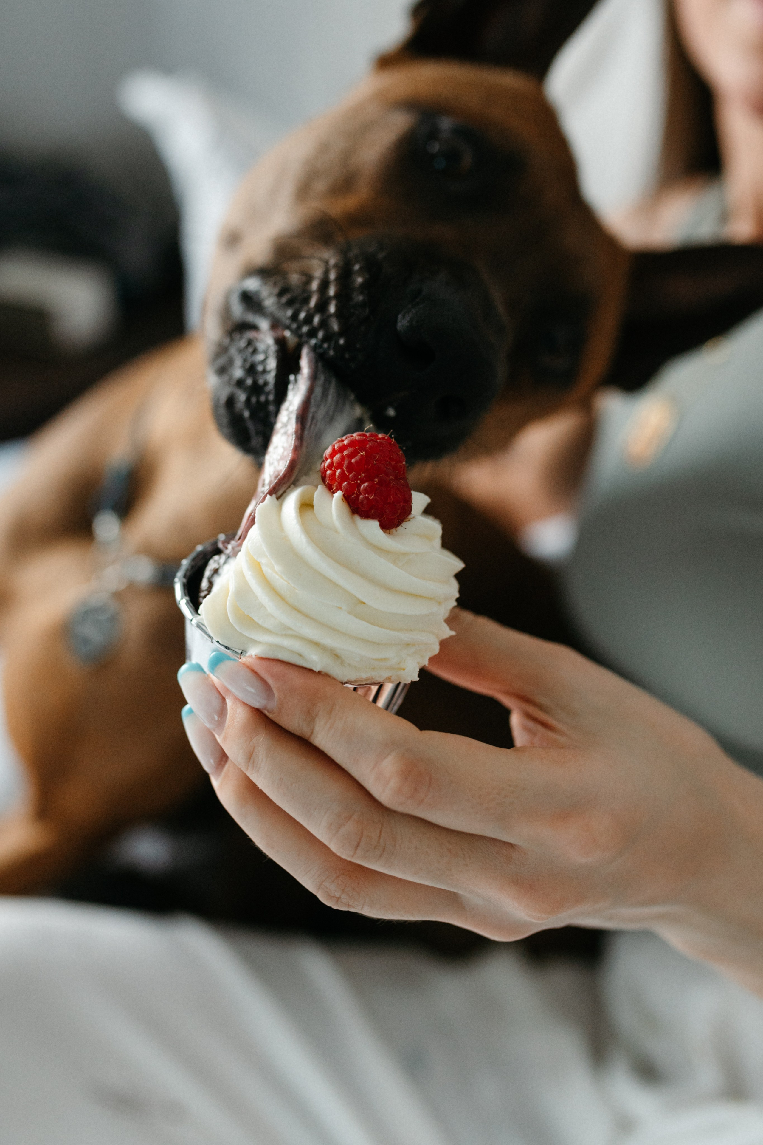 Оксана и Зевс. Фотограф анималист в Москве Ольга Агушева