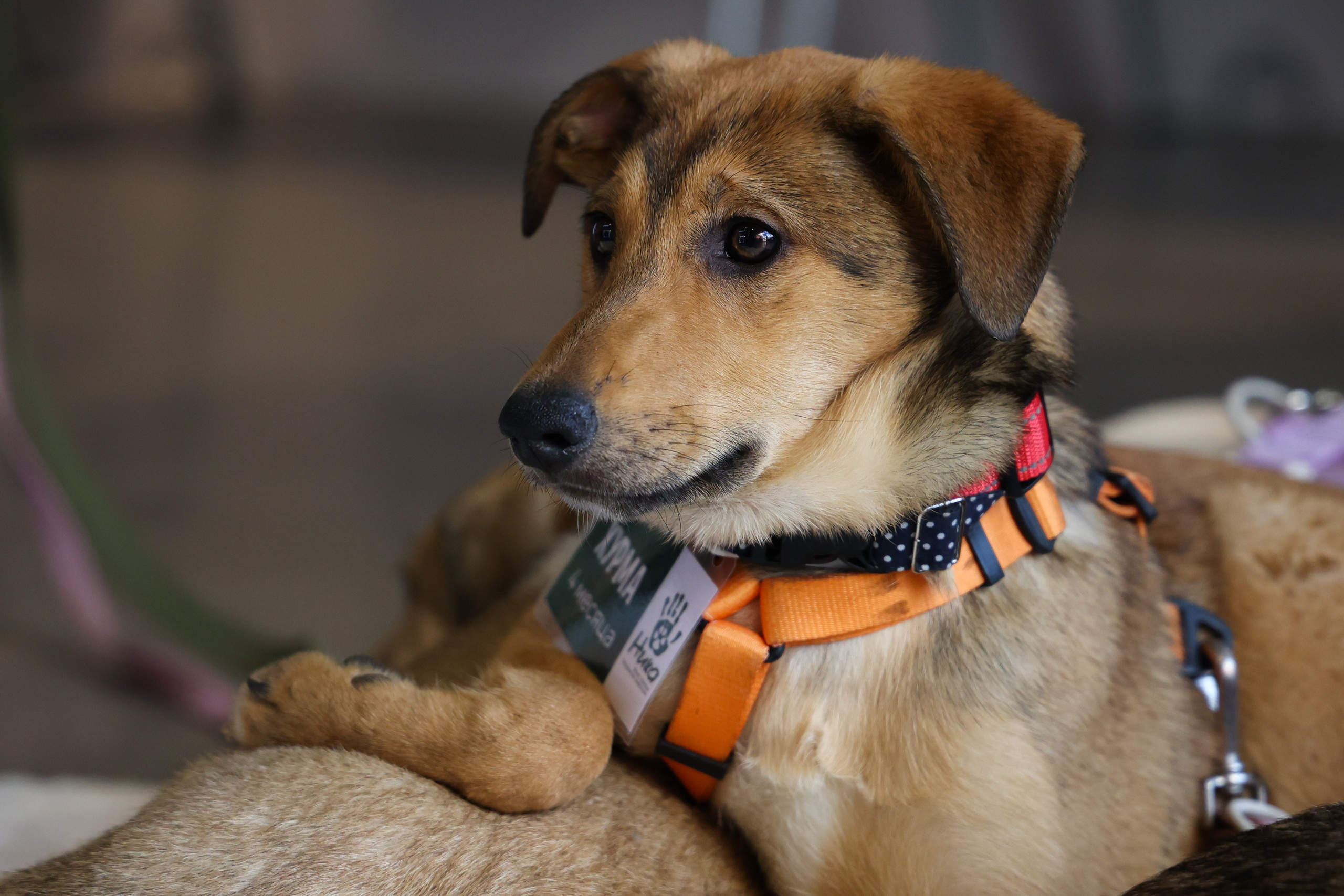 ECO FEST. Фотограф Вадим Бодылев