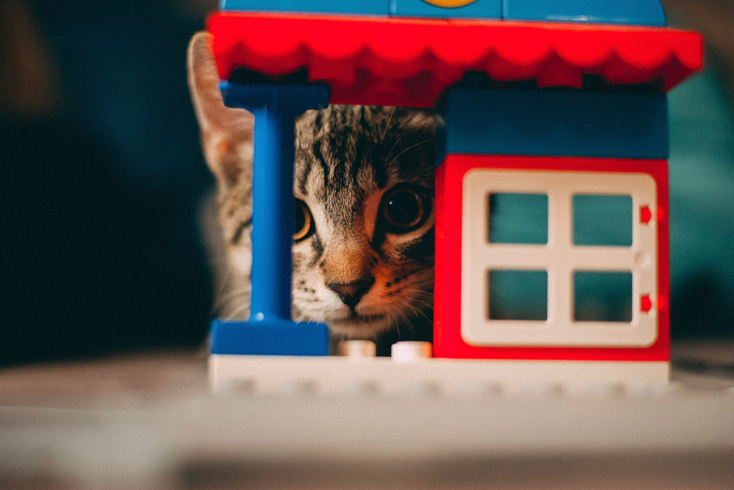 Дома 🏠 Лена, Игорь и Костя. Фотограф в Сочи — Маргарита Поганова