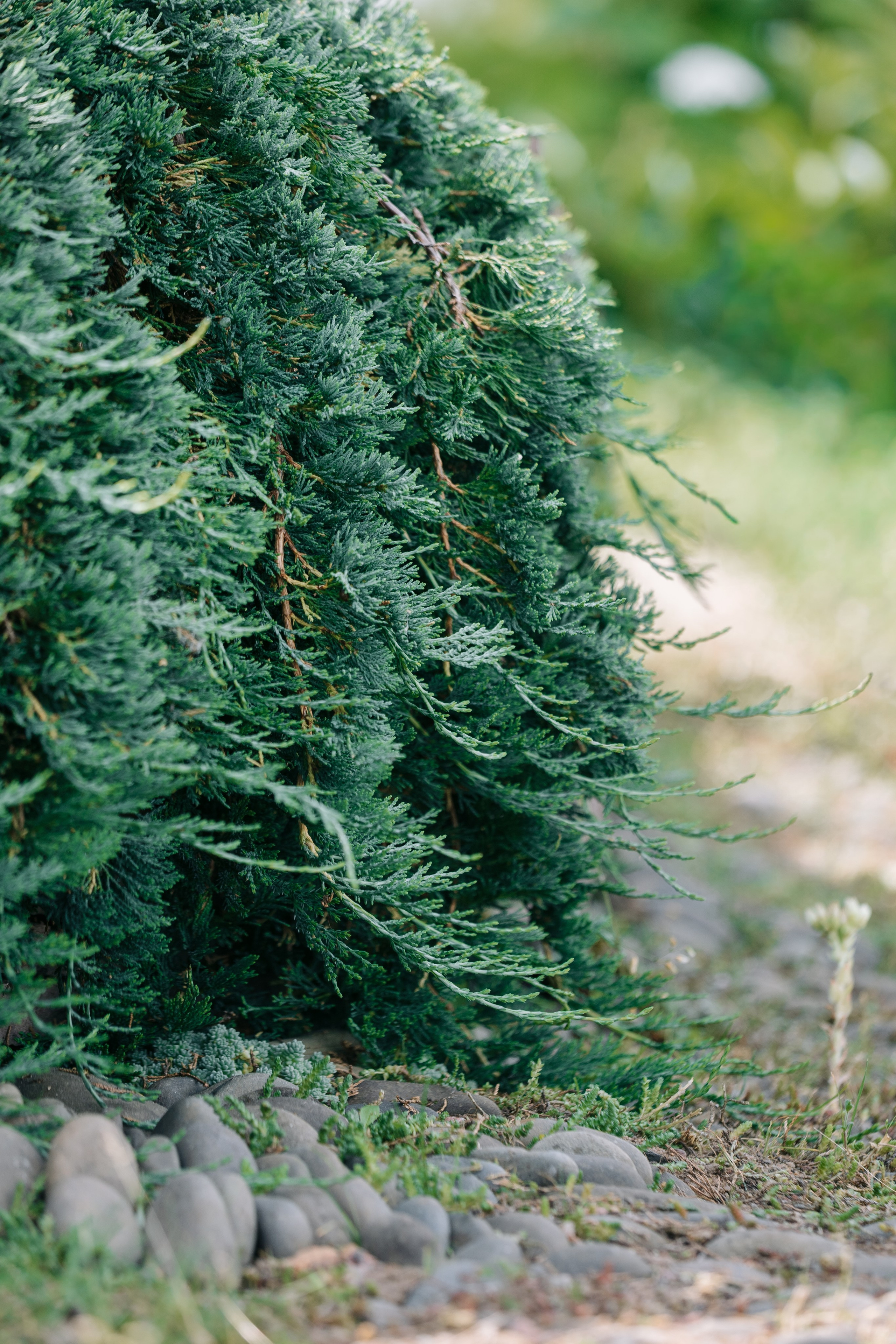 Ландшафтный дизайн. Главная