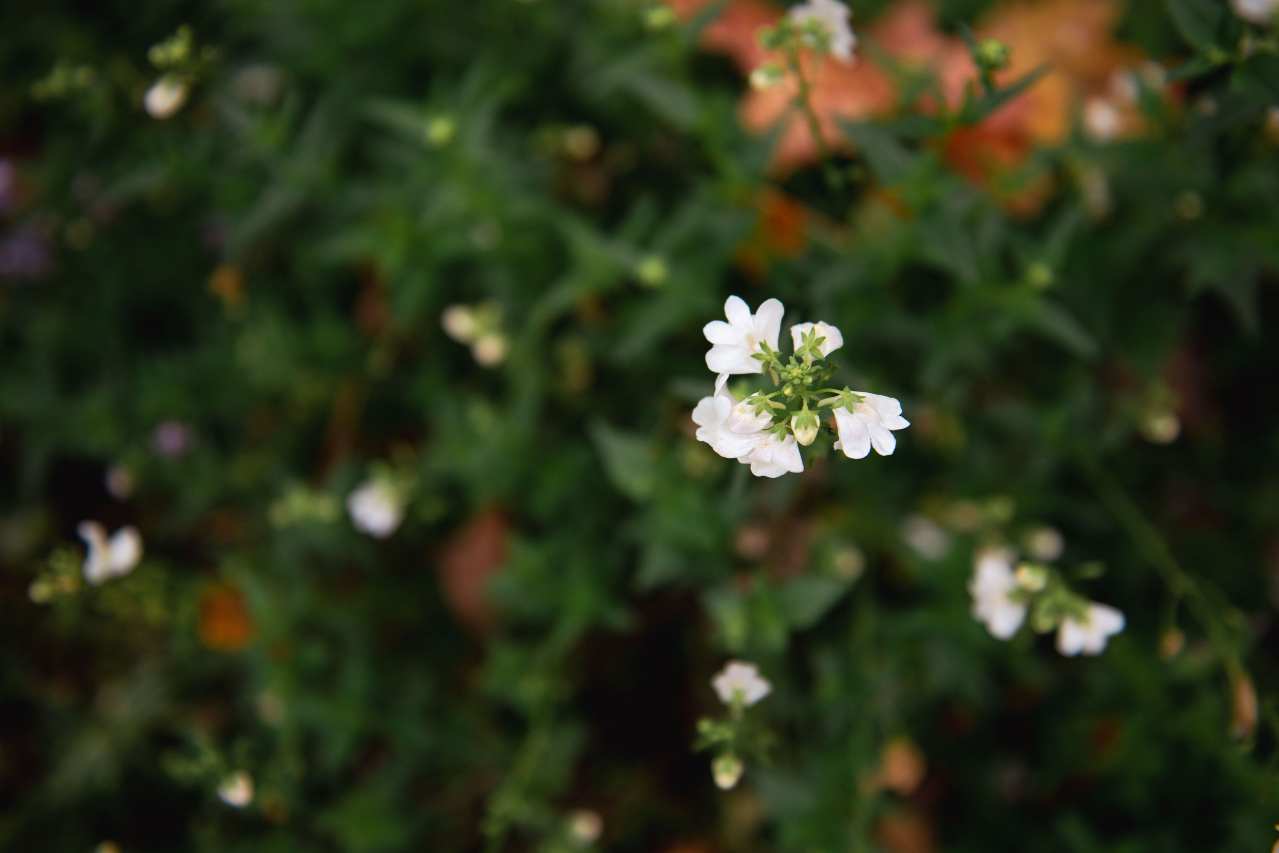 Осень. Портретный и архитектурный фотограф в Москве и Санкт-Петербурге
