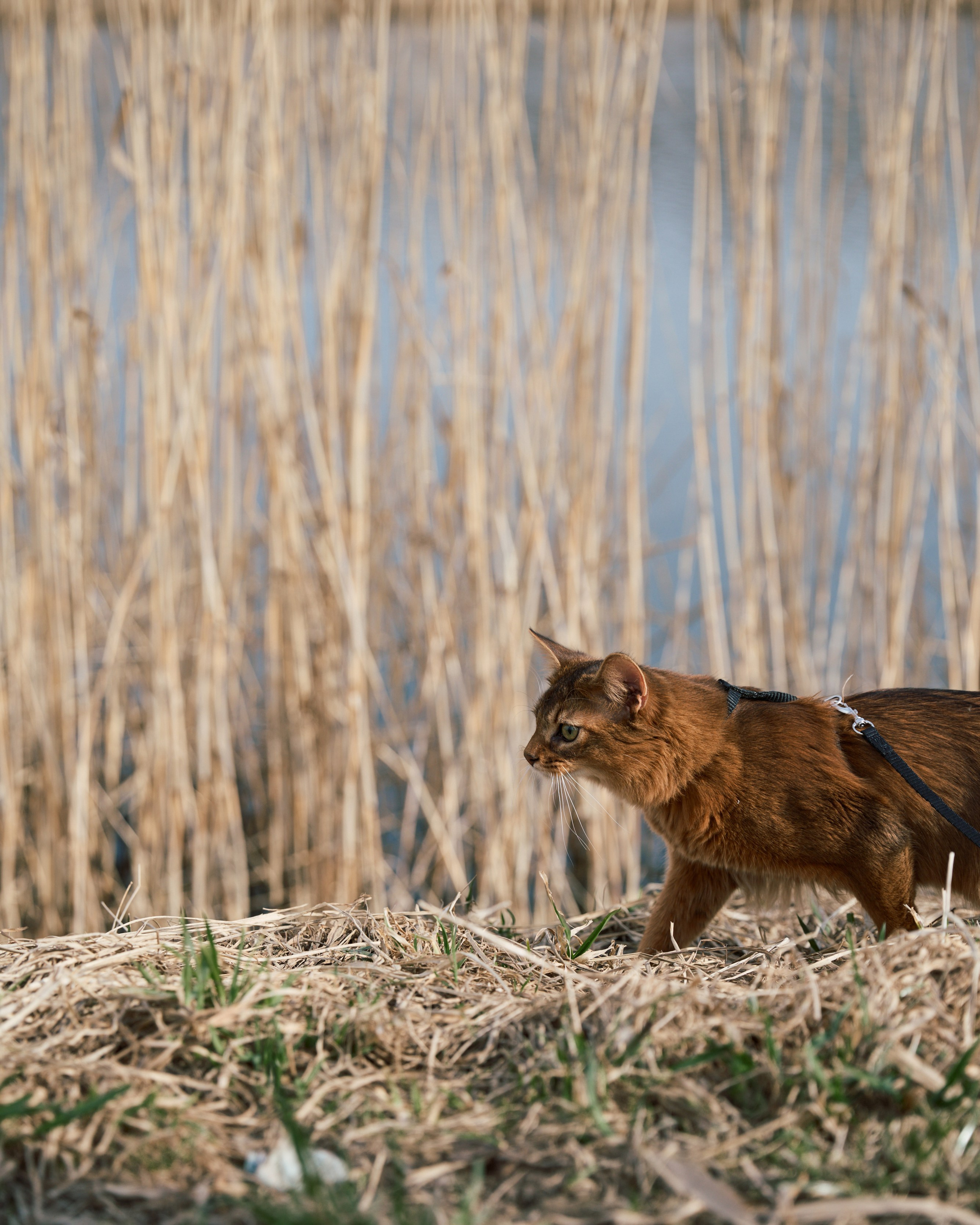Rufus. Творческий фотограф в Санкт-Петербурге — Никита Шохенмайер
