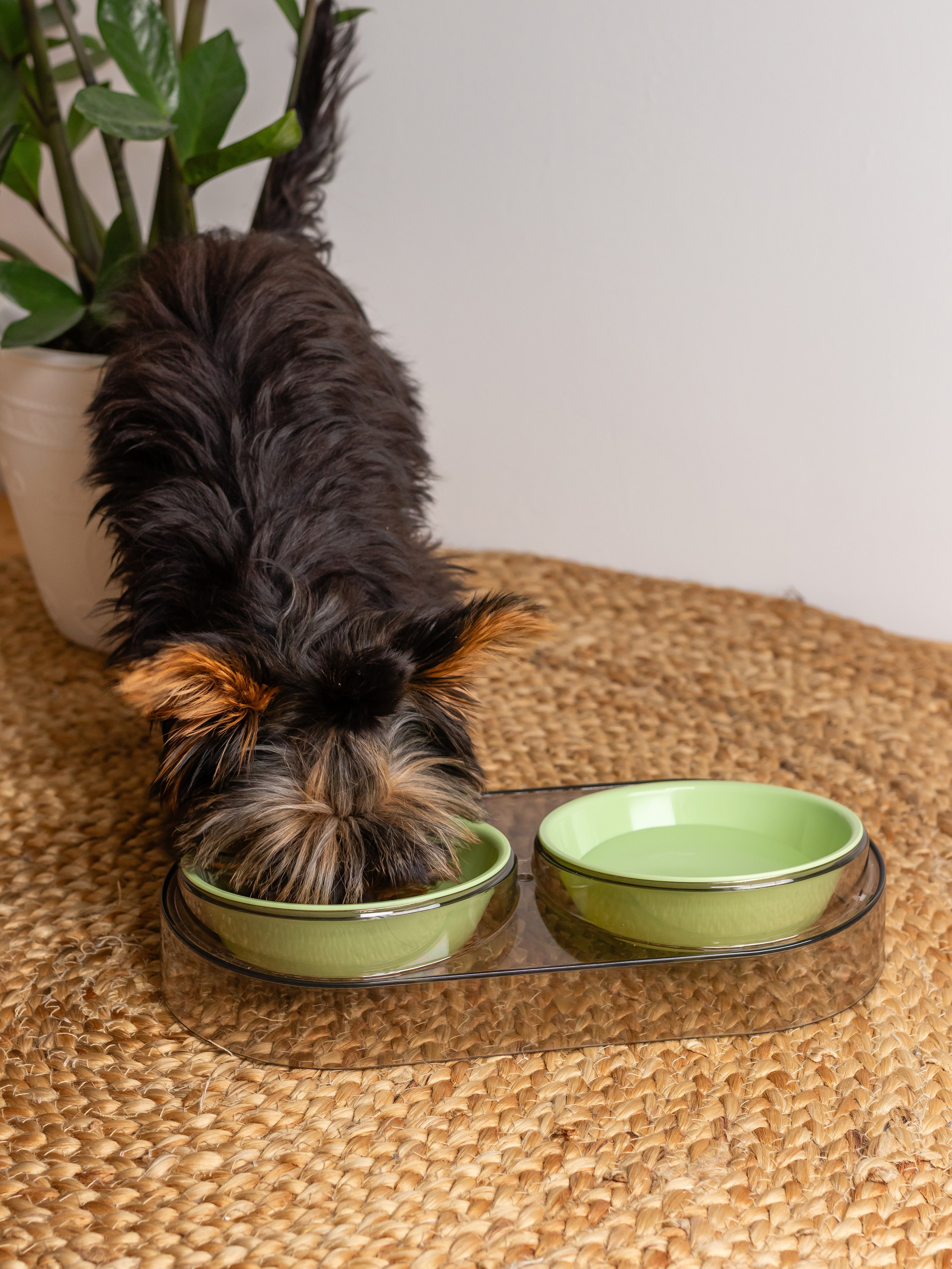 Миска для собаки. Фотограф в Краснодаре Арина Кудряшова