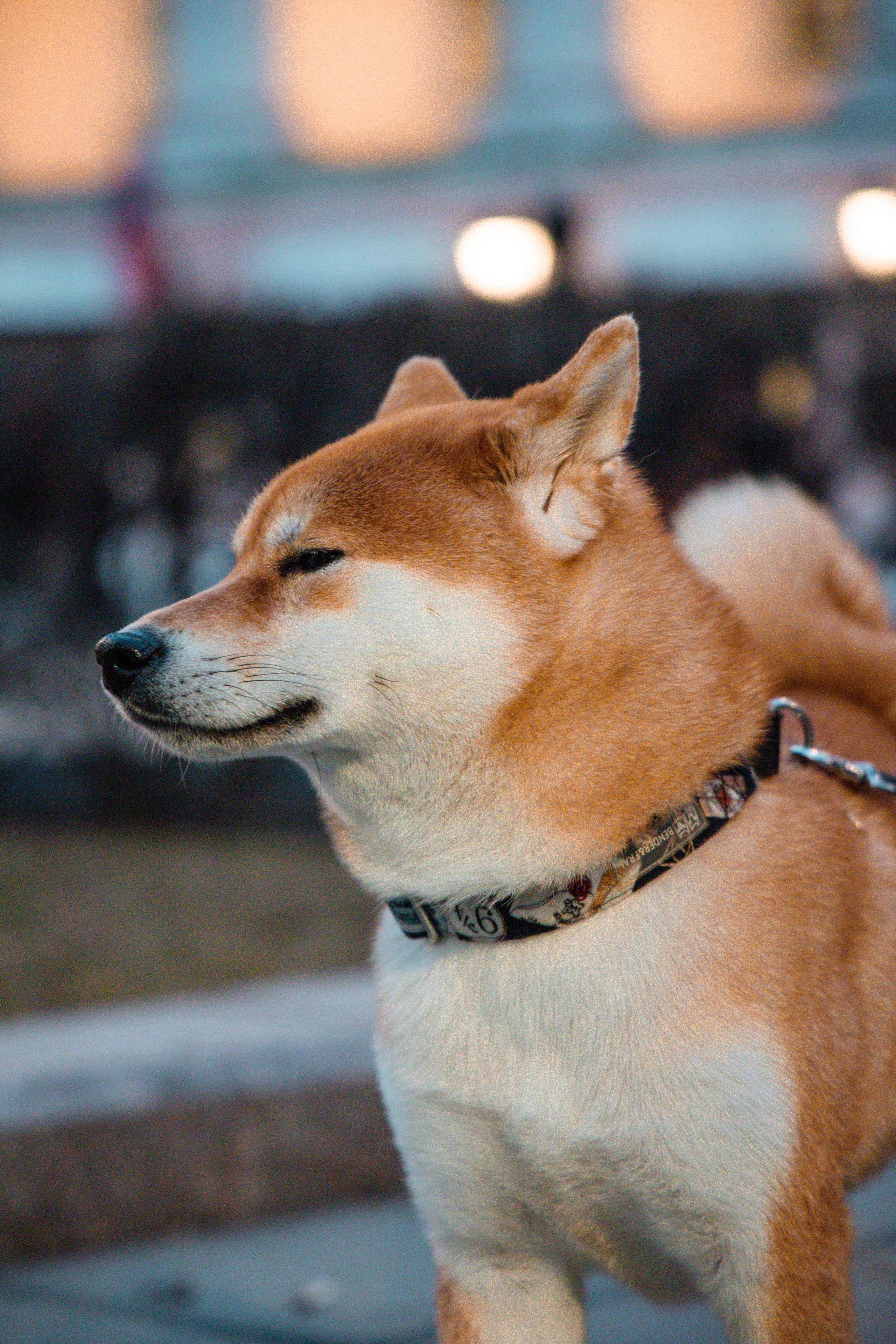 Сиба-ину. Фотограф для маркетплейсов, фотоуслуги в Жуковском Татьяна Марсуверских