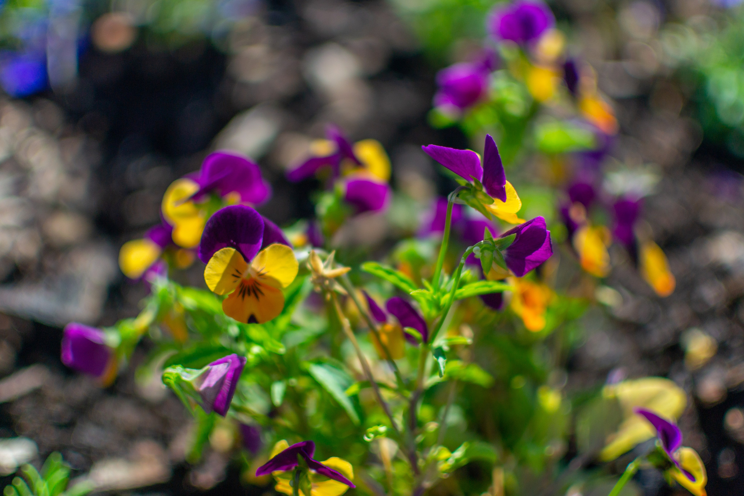 Тульская областная онкологическая больница (лето-цветы, NIKON D3100 35 мм F1,8)). Фотограф в Туле Крупский АнДРей. Фотостудия «КАДР71» в Туле