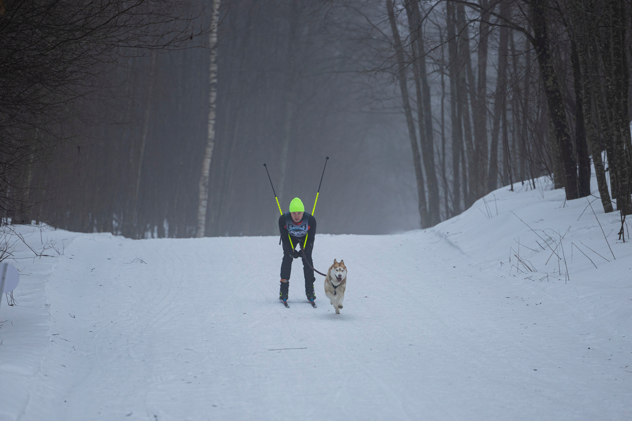 Зимний Чемпионат Санкт-Петербурга по ездовому спорту. Фотограф-анималист Анна Маринич