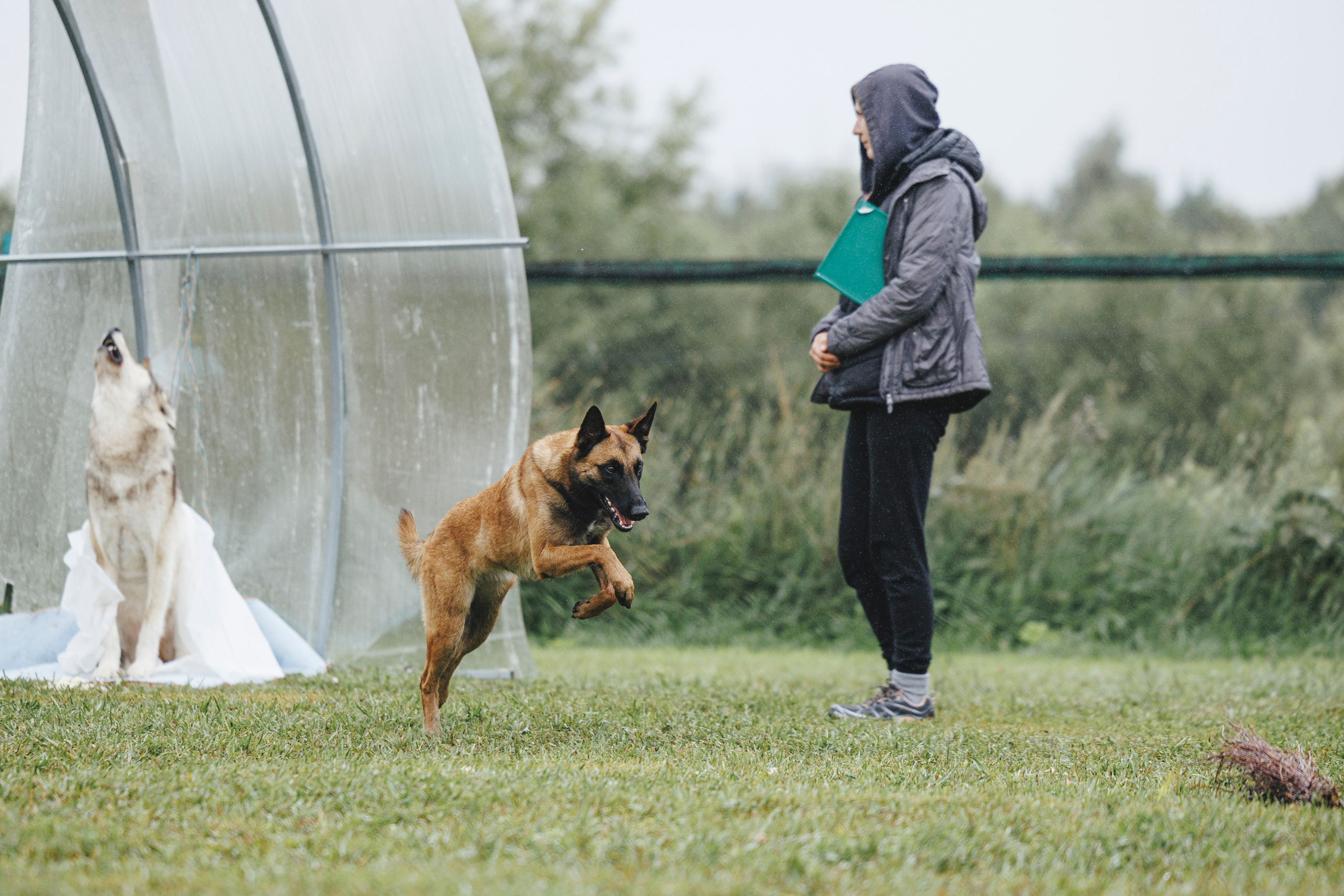 08.08.25-10.08.25 ЧР по мондьорингу г. Вологда. Фотограф-анималист Анна Маринич
