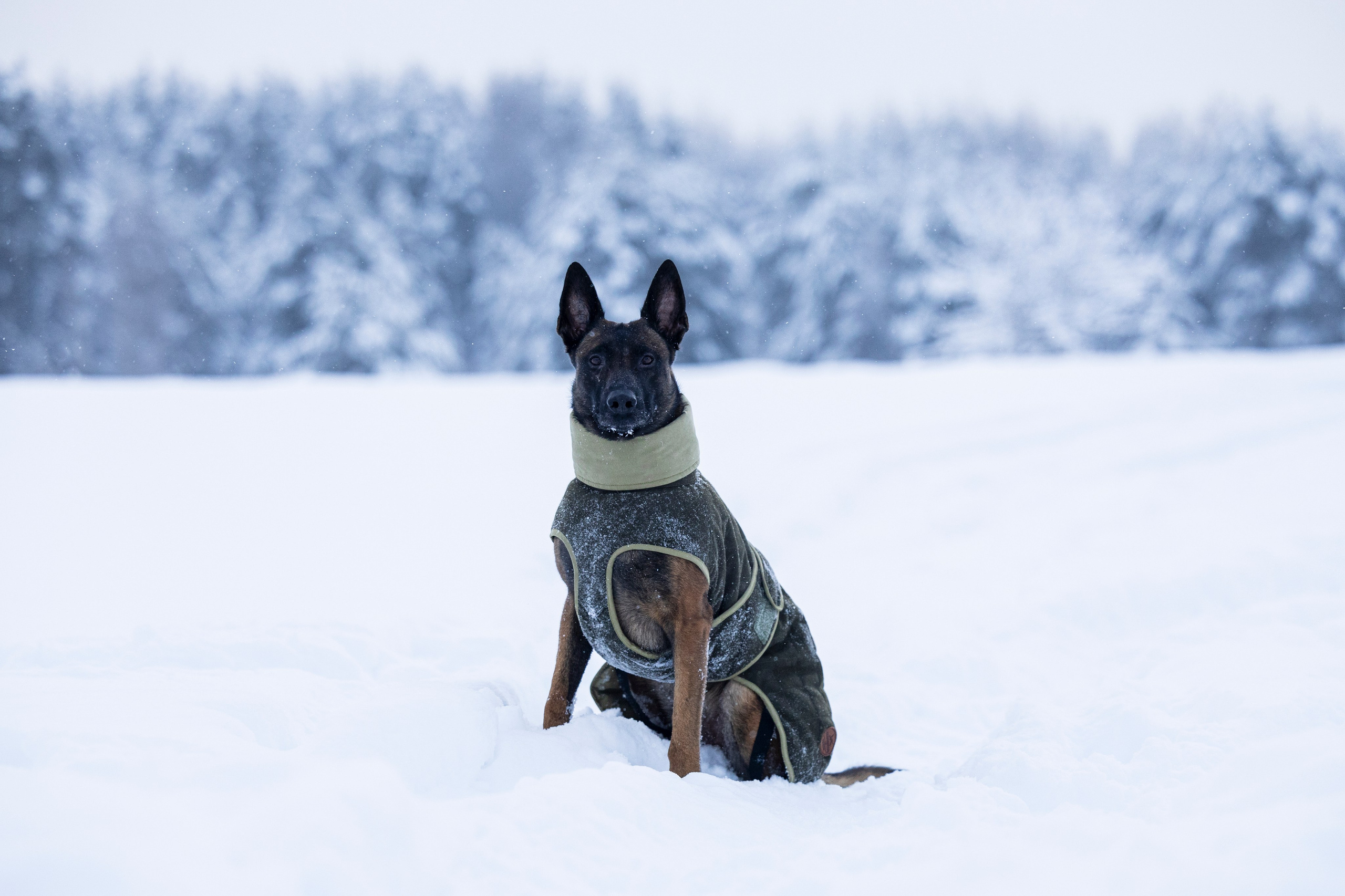 Брейвхунд. Фотограф-анималист Анна Маринич