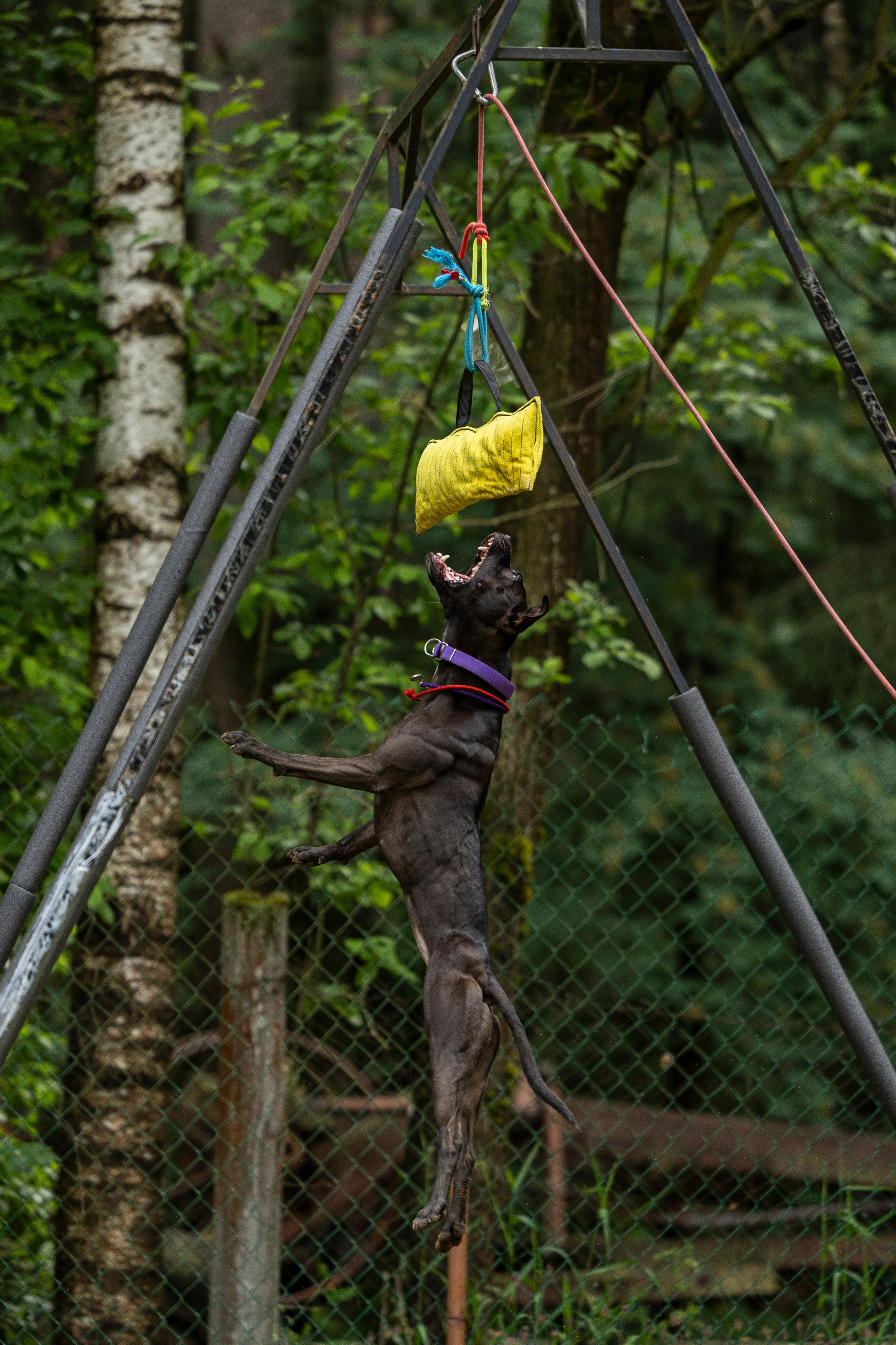 Пит-стафф многоборье. Фотограф-анималист Анна Маринич