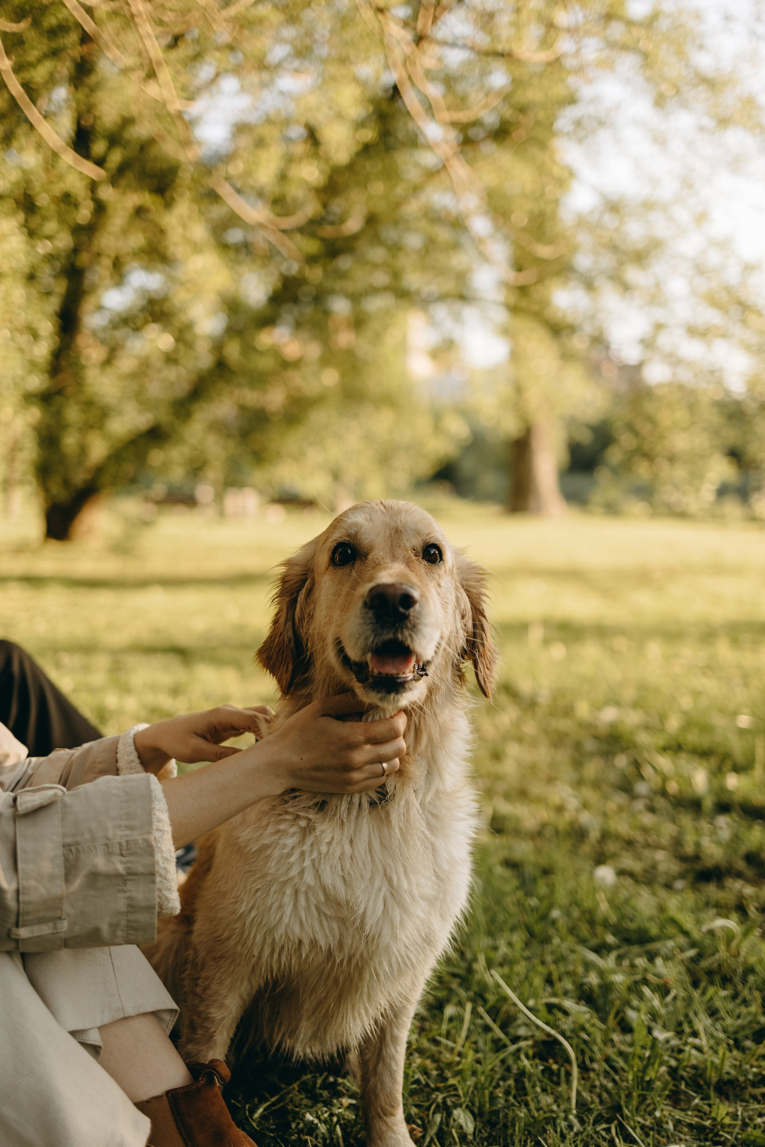 Пенни и ребята. Фотограф — Анималист | Санкт-Петербург