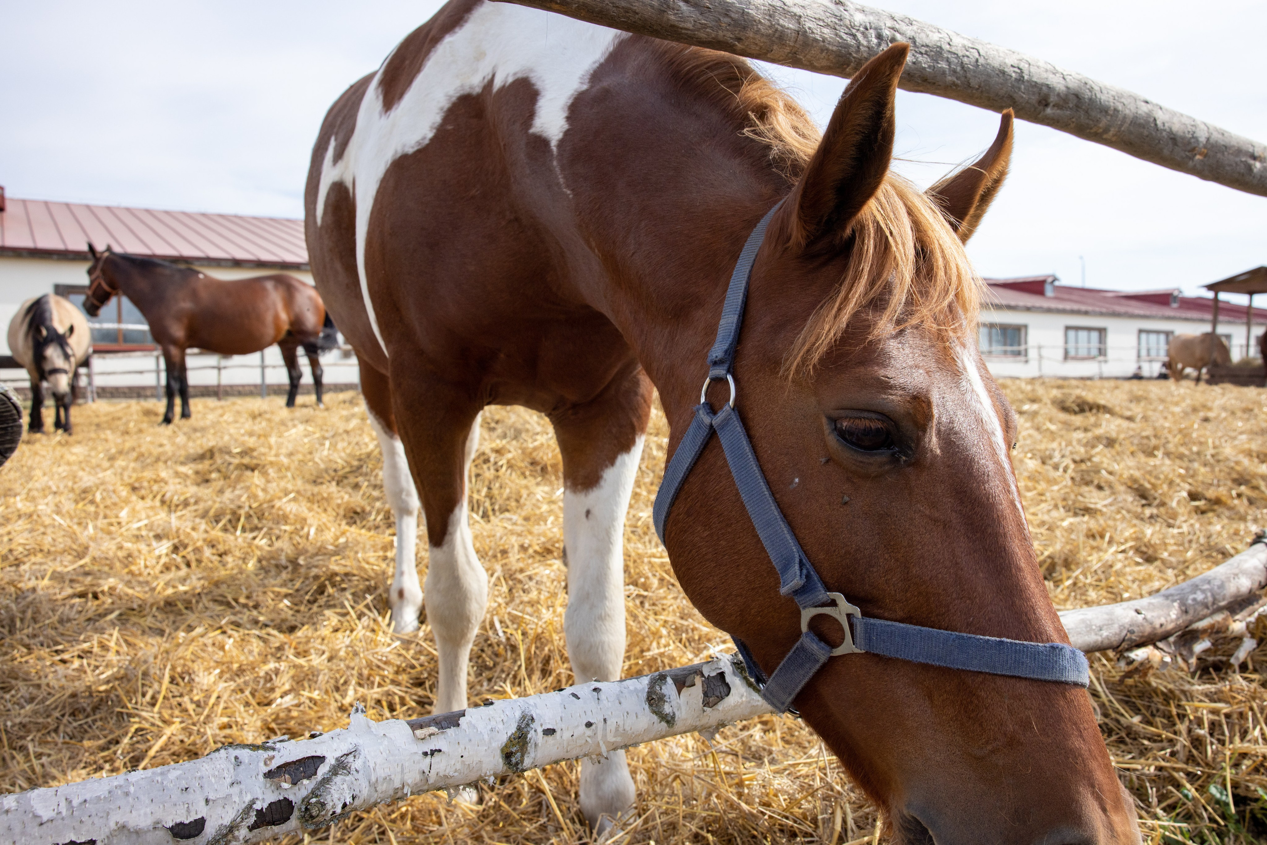 Поездка на поле Кулеково. Фотограф в Туле Крупский АнДРей. Фотостудия «КАДР71» в Туле