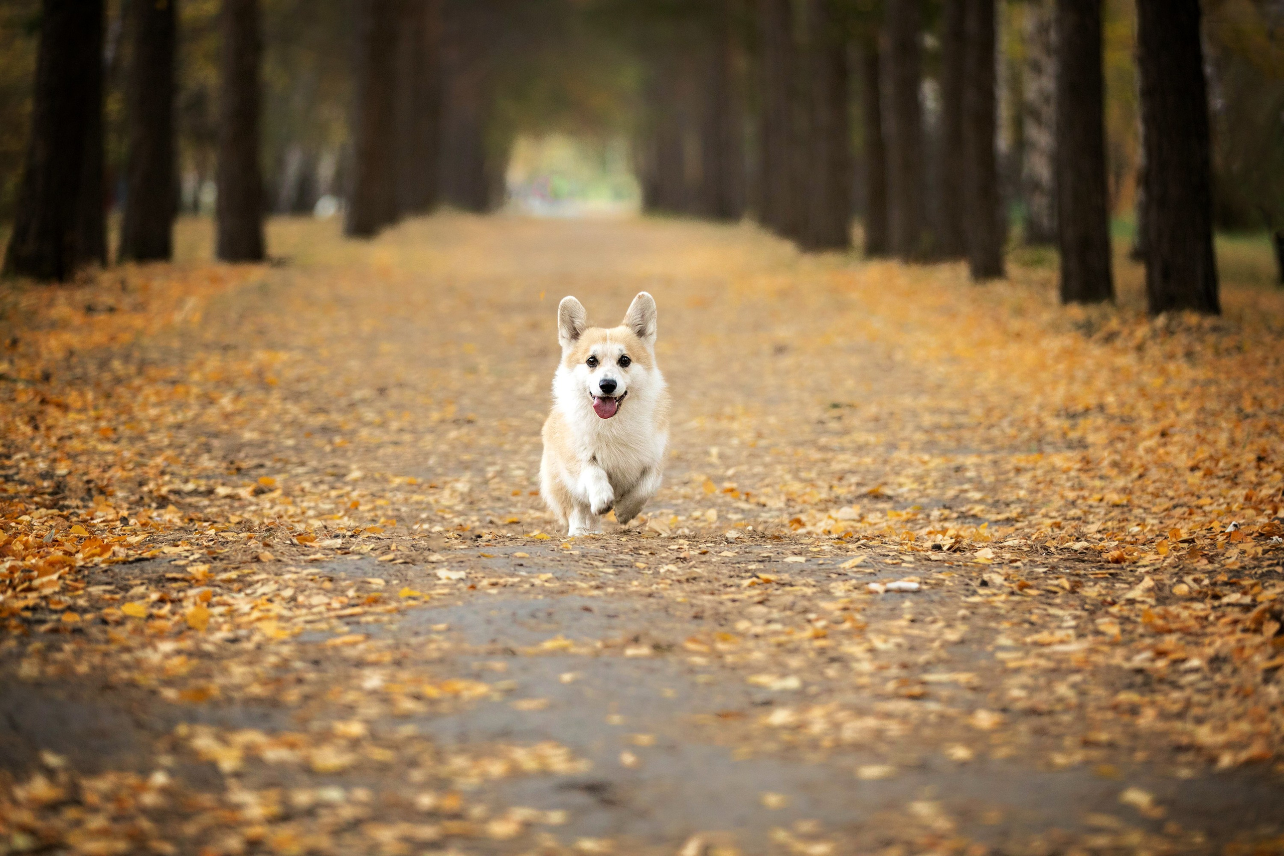 Выездная съёмка с естественным светом. Фотограф-анималист в Омске Екатерина Маричева