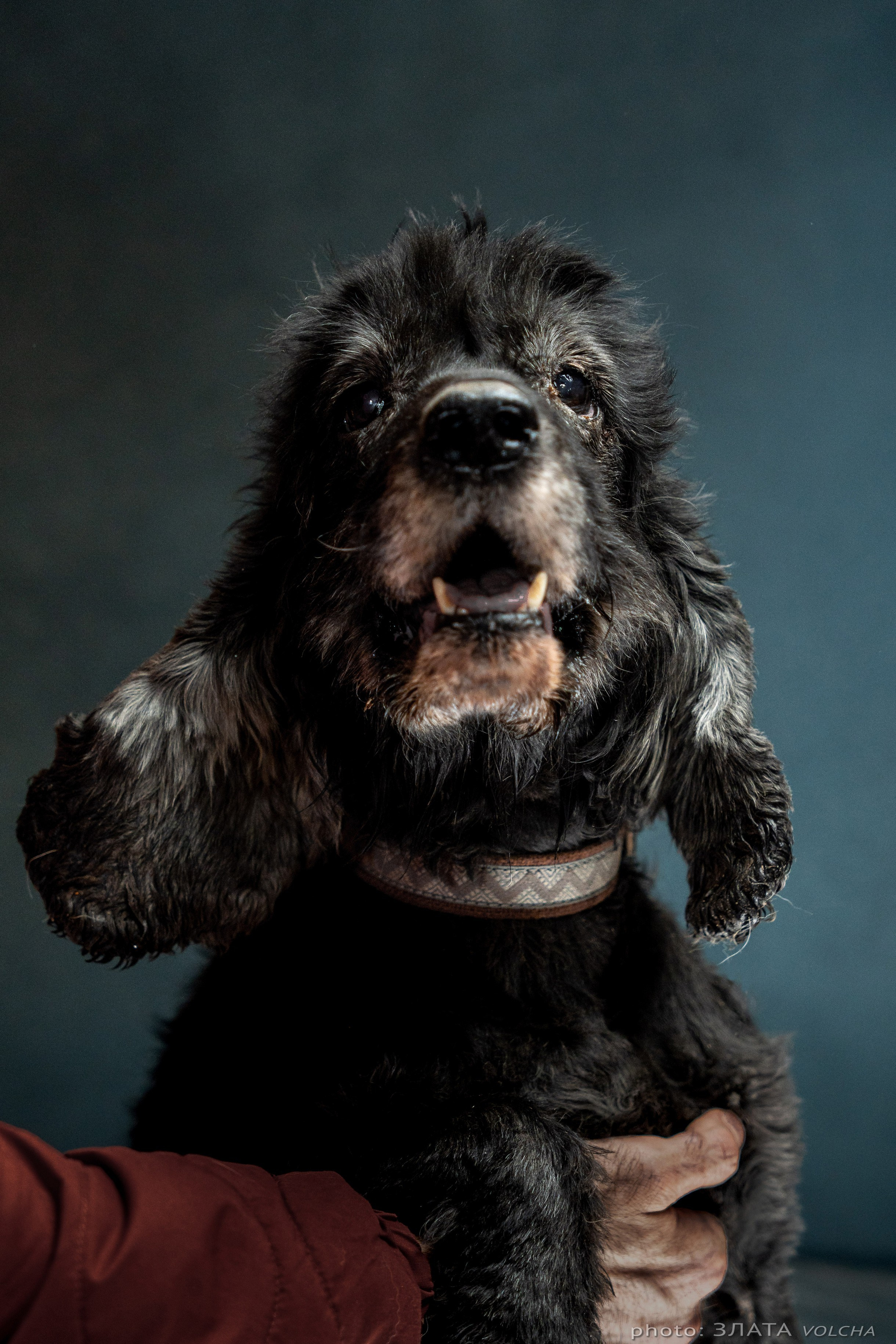 Собаки в студии. Фото, видео, монтаж