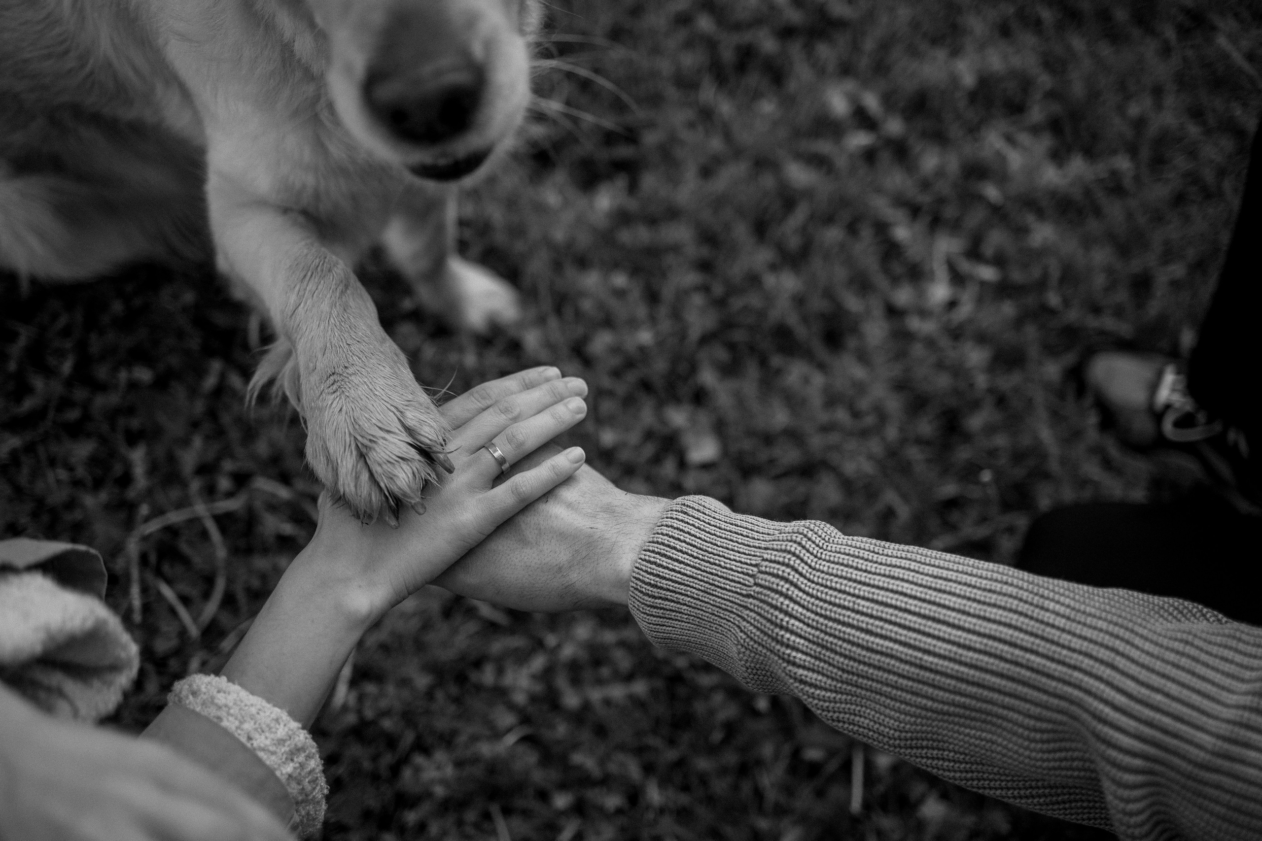 Пенни и ребята. Фотограф — Анималист | Санкт-Петербург