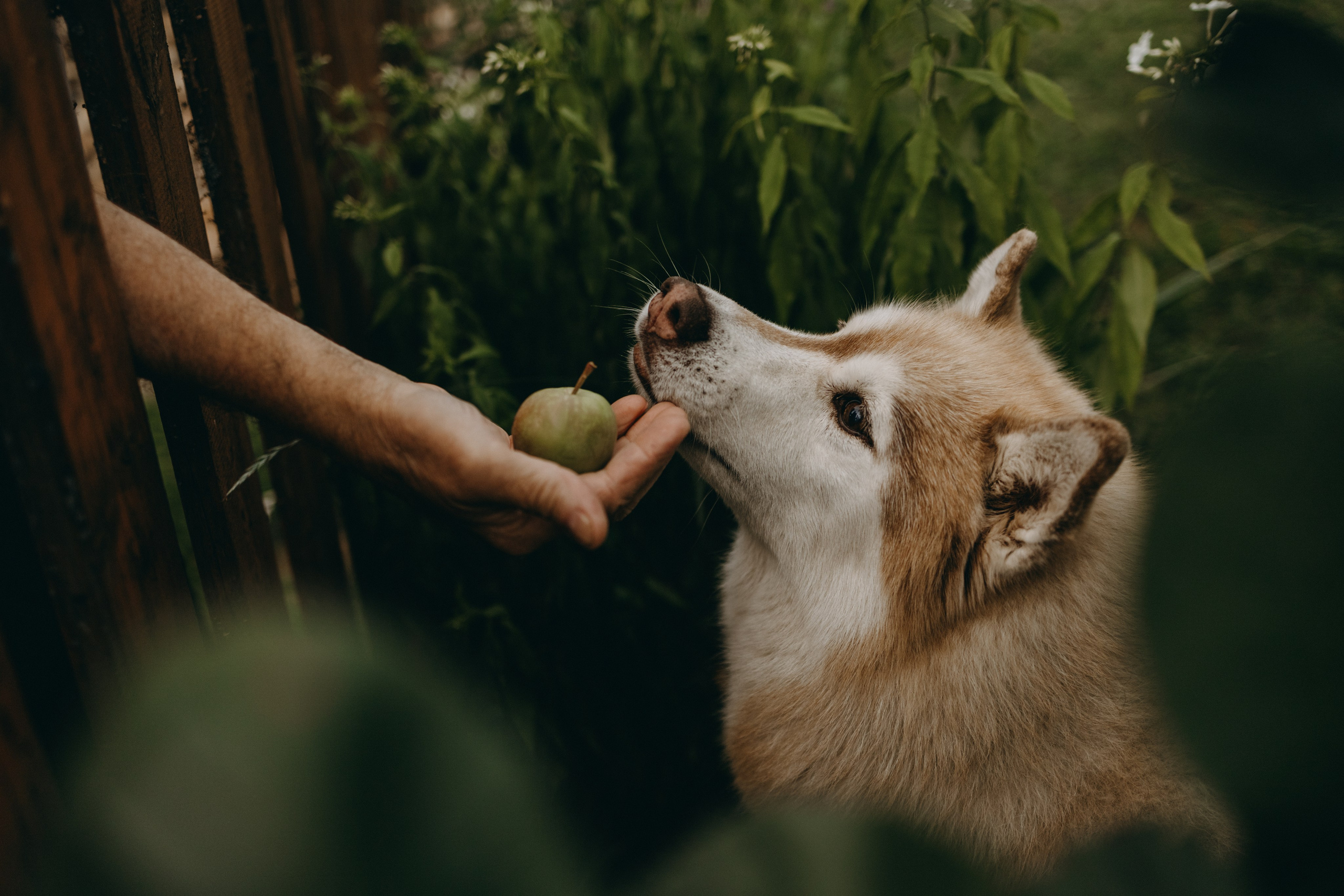 Дом у реки. Фотограф — Анималист | Санкт-Петербург
