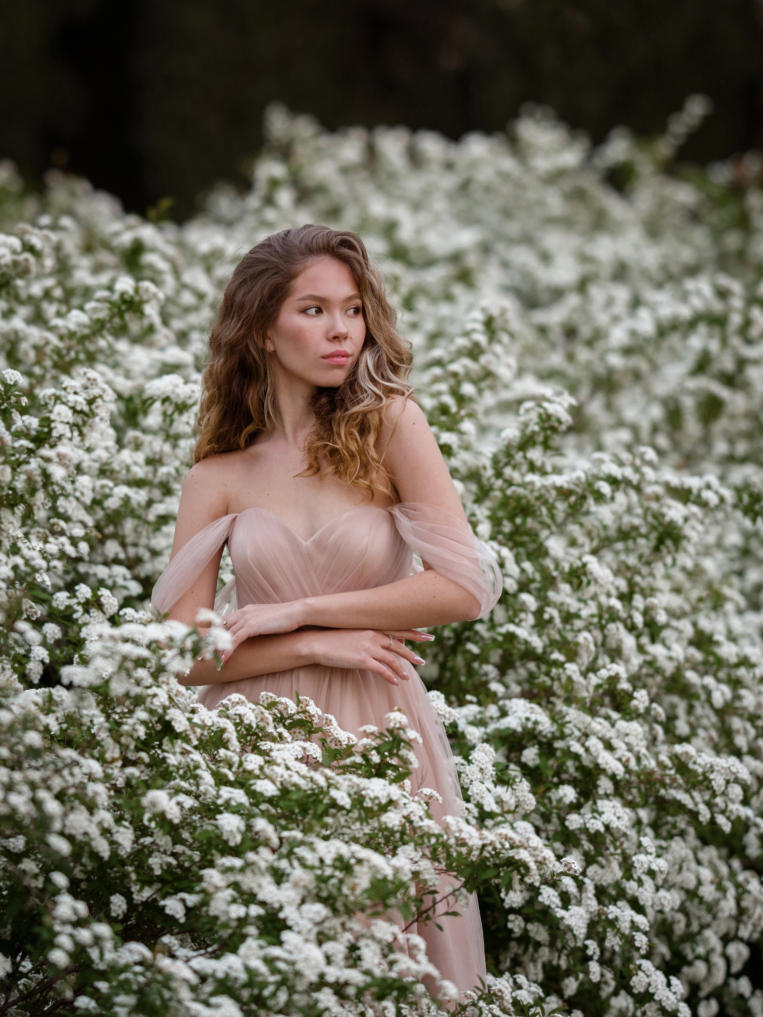 Кусты спиреи (невесты) в период цветения