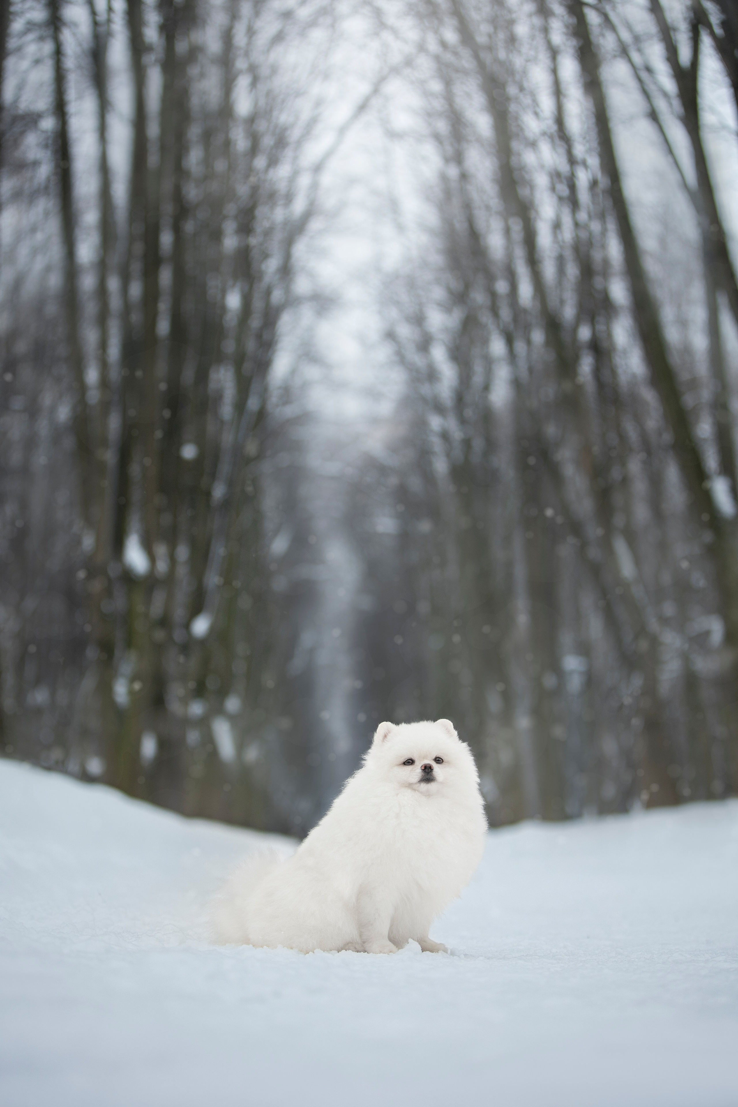 Настя, Игорь, Тесс и Марс. Фотограф анималист в Москве Майорова Евгения