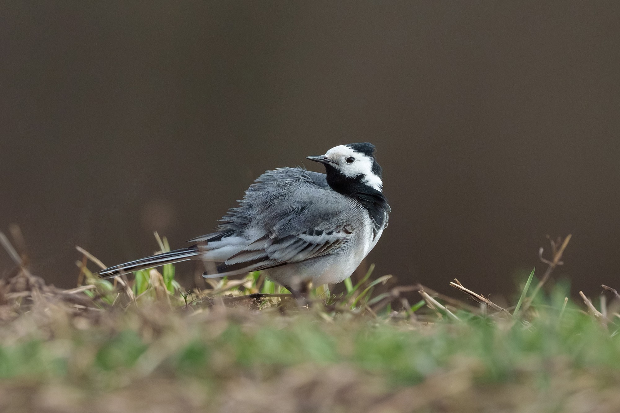 Удивительные мир птиц. Вокруг нас столько прекрасного — присмотритесь!. Ваш личный фотограф Марина Волкова