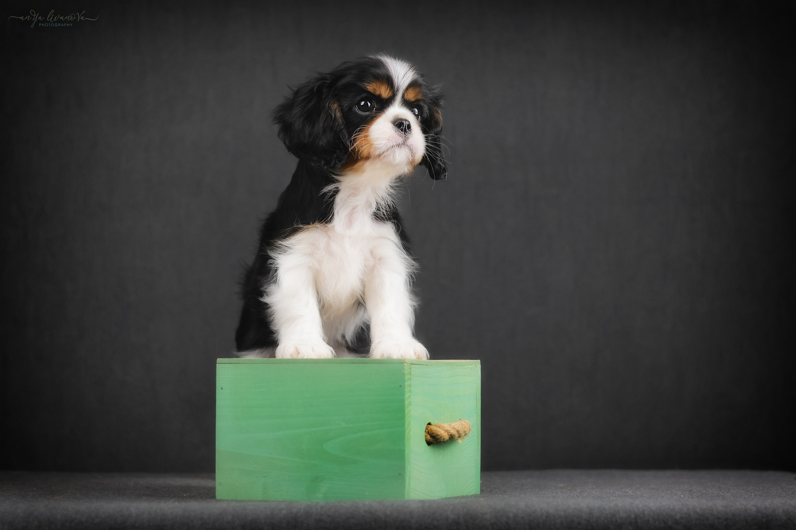 Кавалерчики. Фотограф анималист Аня Ливанова | Рыбинск