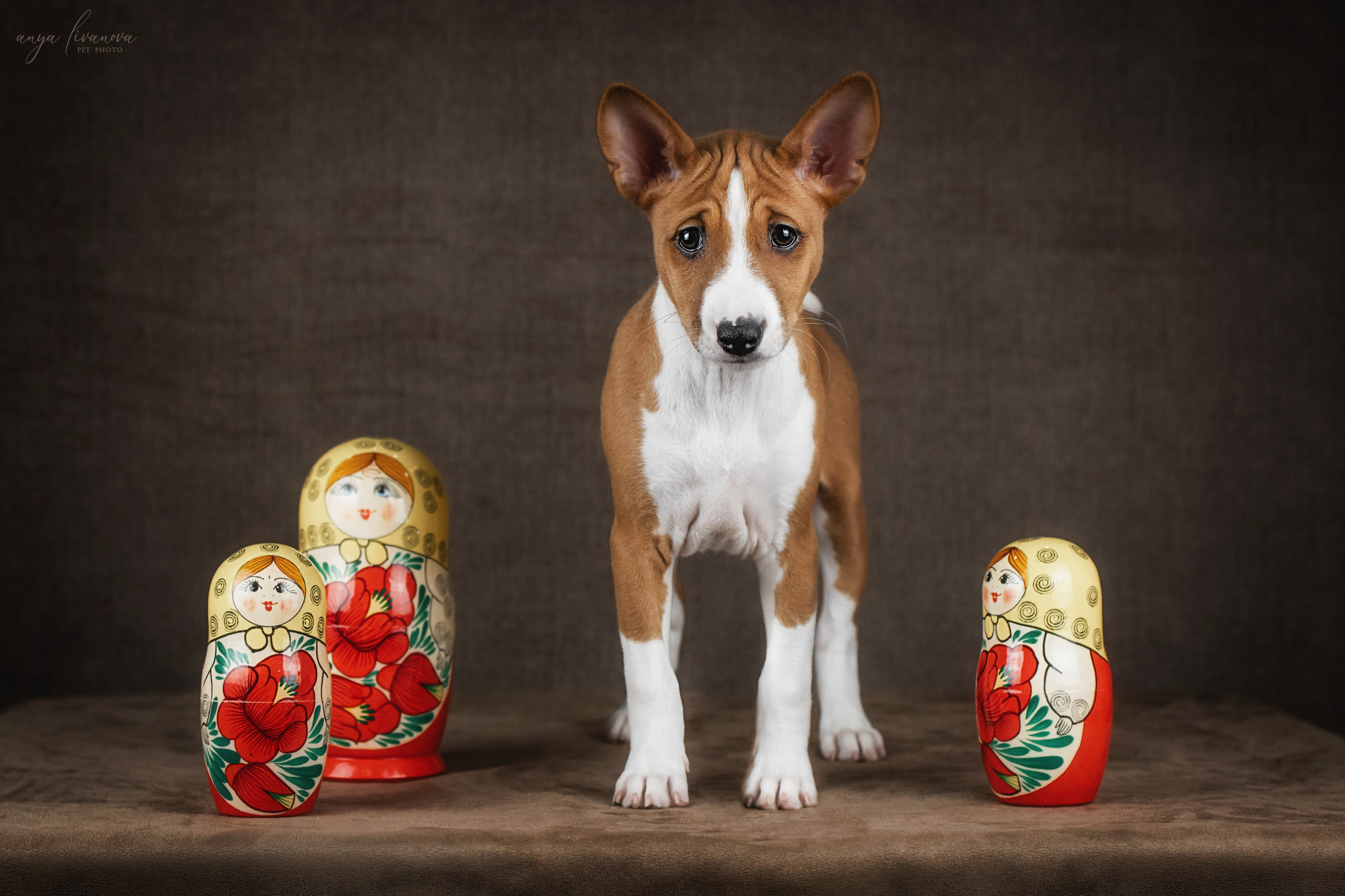 Басенджи. Фотограф анималист Аня Ливанова | Рыбинск