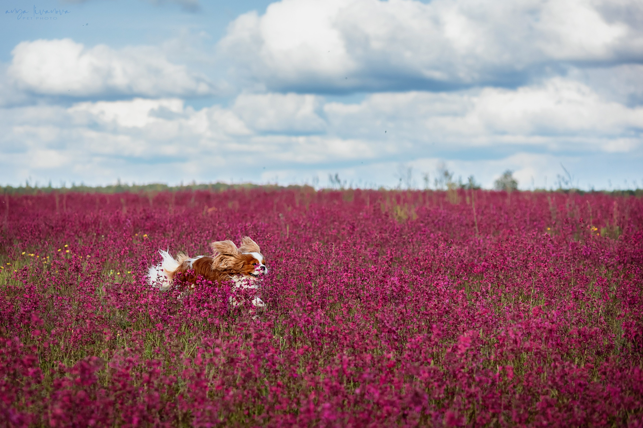 Смолка клейкая. Фотограф анималист Аня Ливанова | Рыбинск