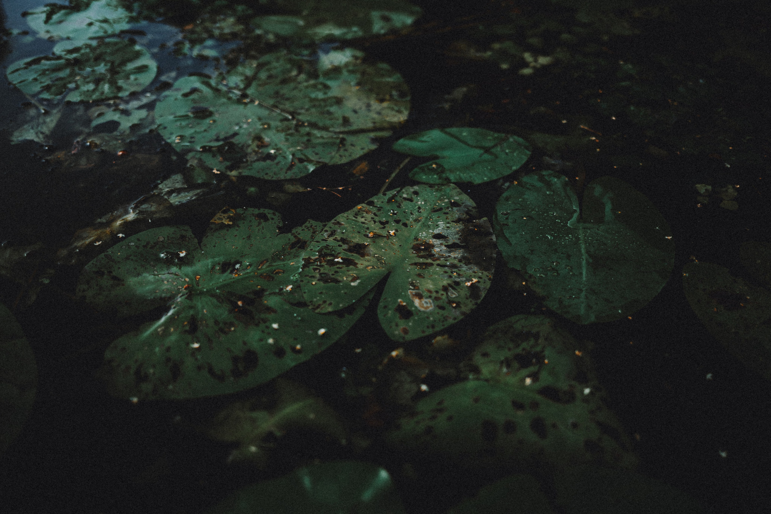 Маша и Джерри