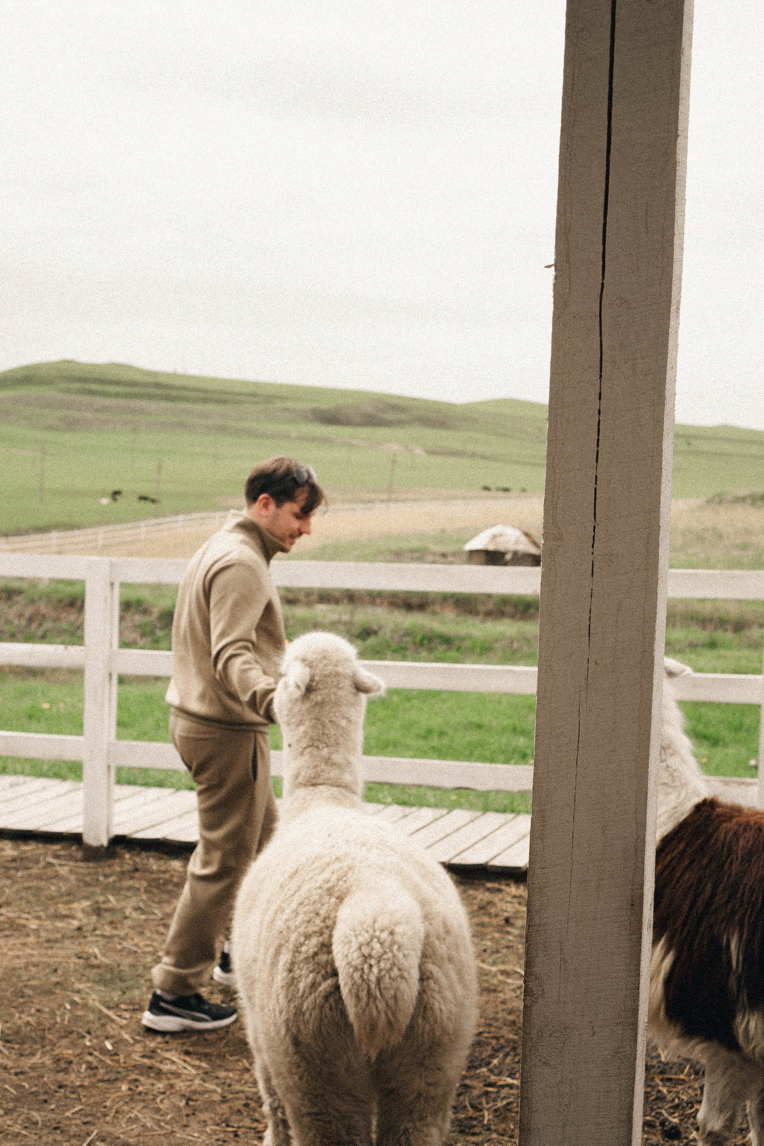 Ферма Альпак. Профессиональный фотограф, Санкт-Петербург — Виктория Богомолова