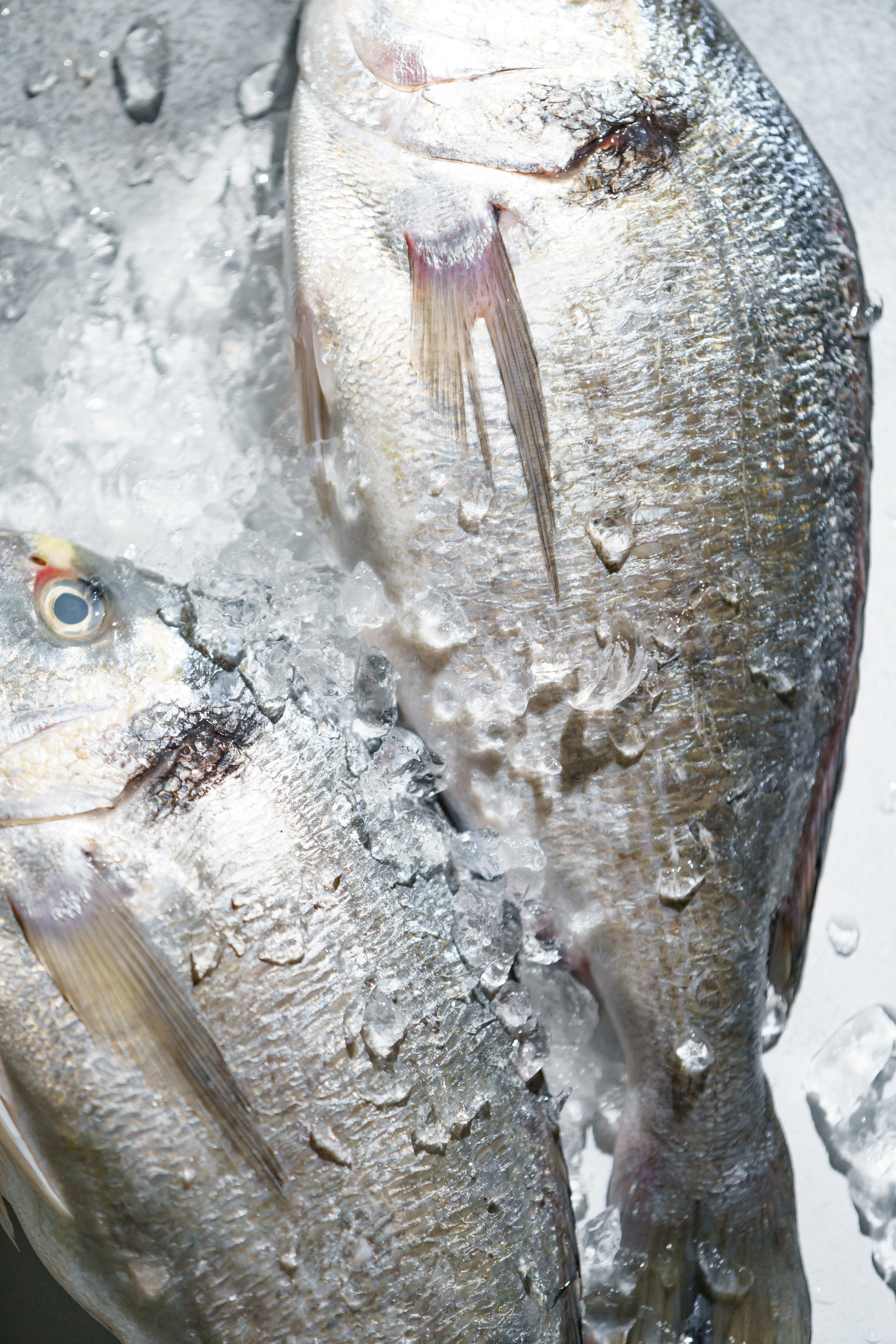 Ресторан «Murmansk». Контент фотограф в Москве Александр Хитько