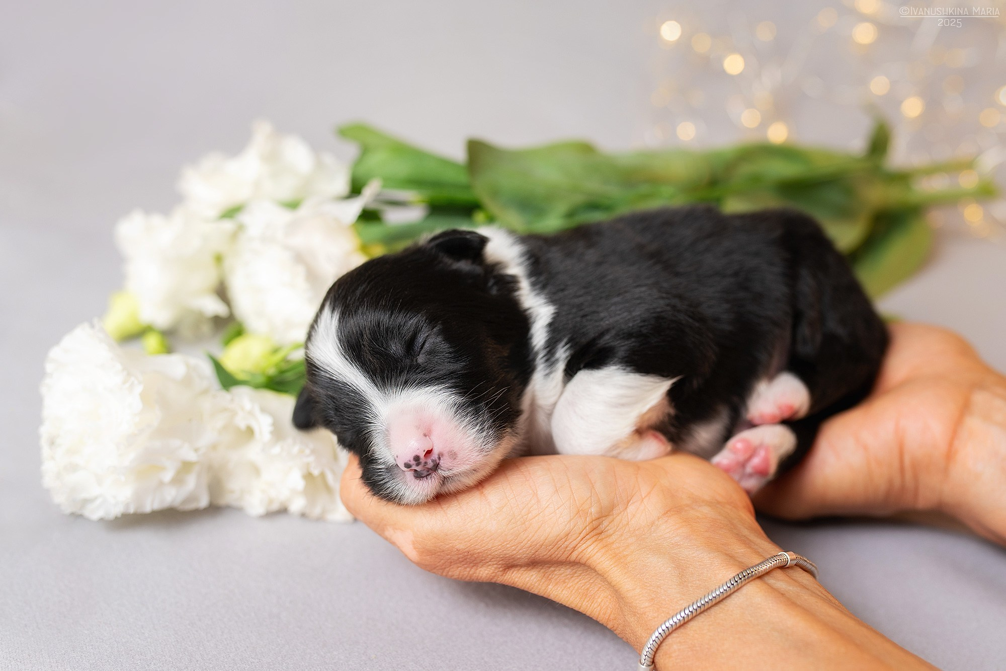Ньюборн фотосессия щенков. Фотограф собак в Москве и Московской области Иванушкина Мария
