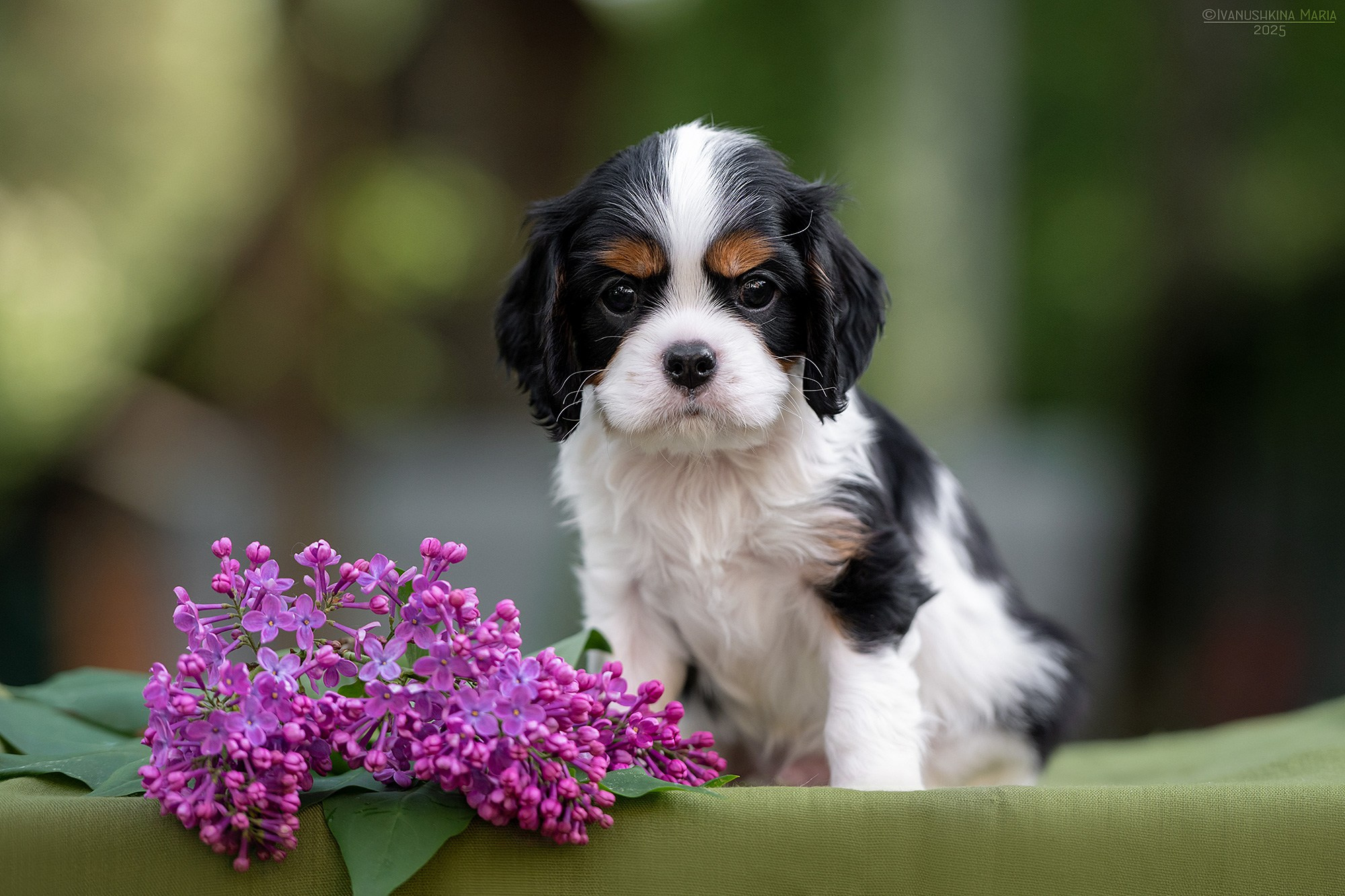 Фотосессия щенков на продажу. Фотограф собак в Москве и Московской области Иванушкина Мария