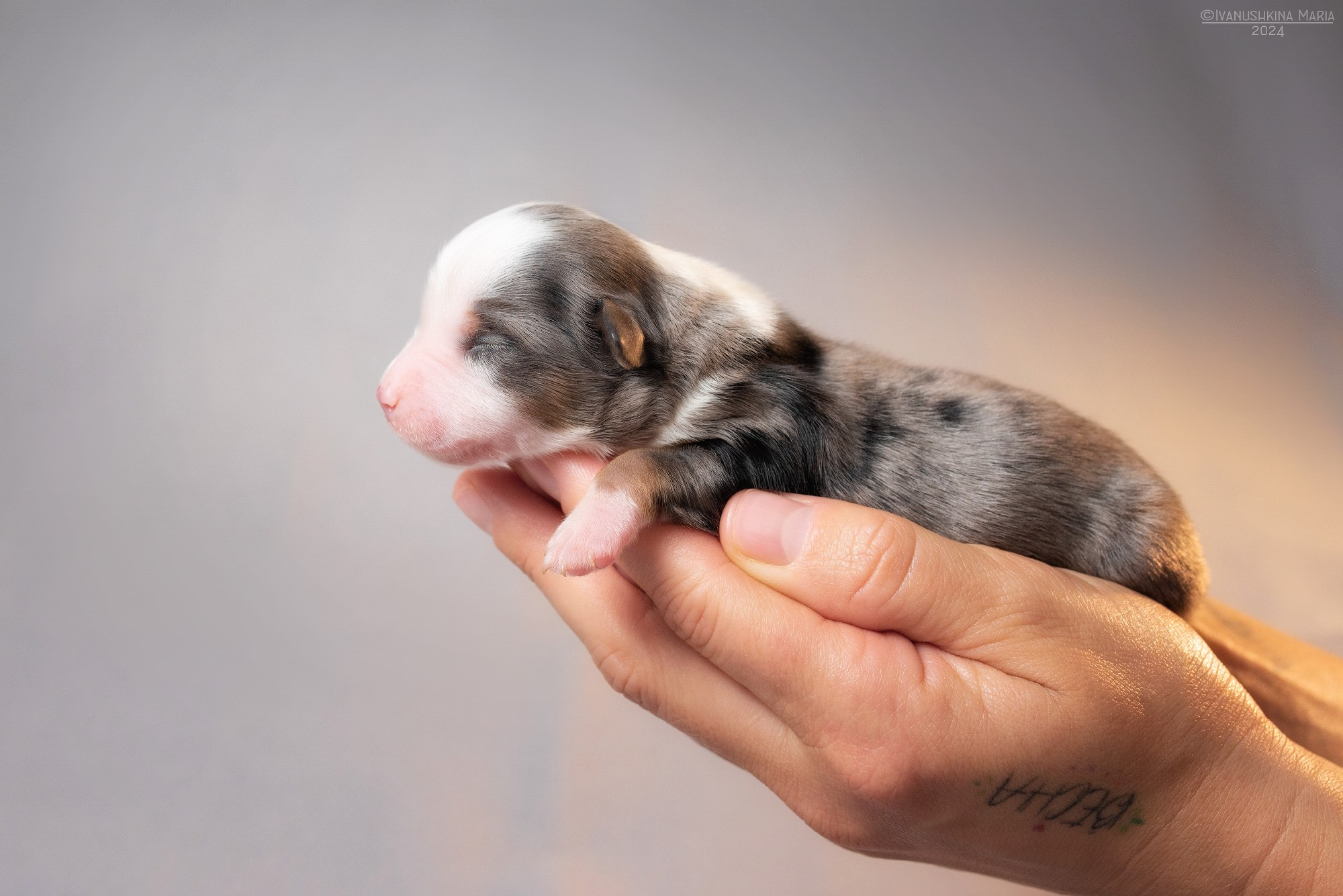 Ньюборн фотосессия щенков. Фотограф собак в Москве и Московской области Иванушкина Мария