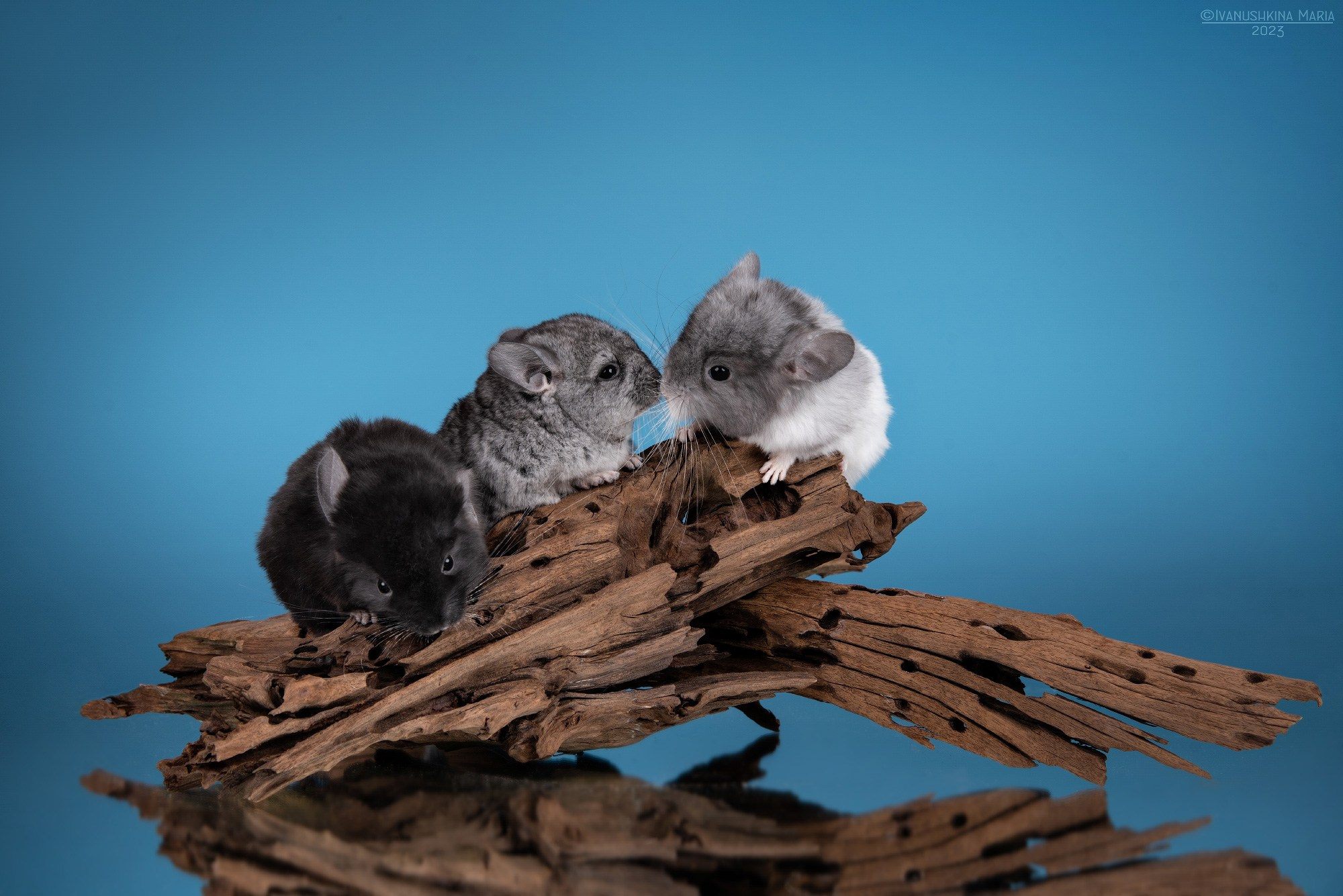 Фотосессии экзотических животных в студии. Фотограф собак в Москве и Московской области Иванушкина Мария