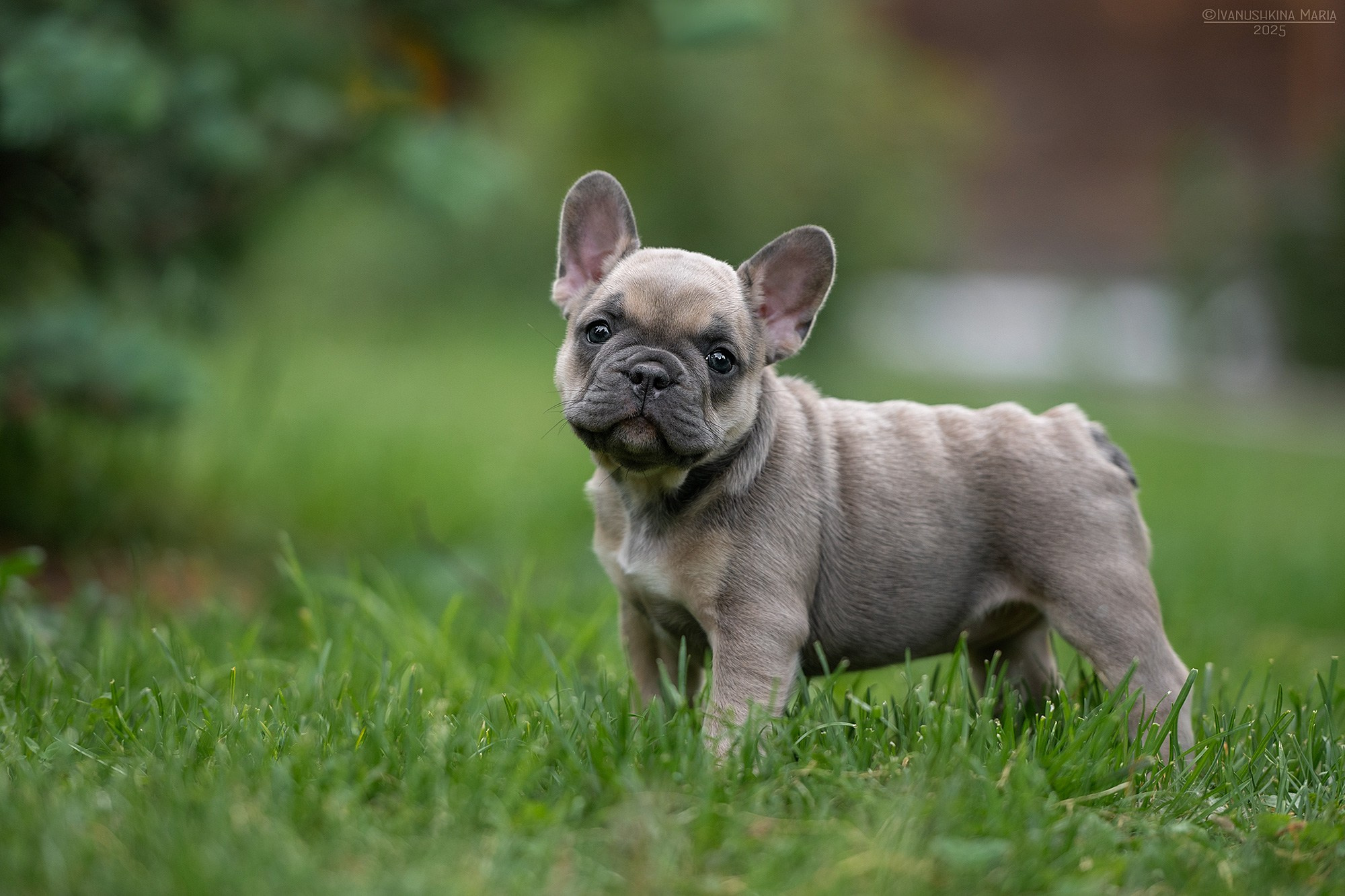 Фотосессия щенков на продажу. Фотограф собак в Москве и Московской области Иванушкина Мария