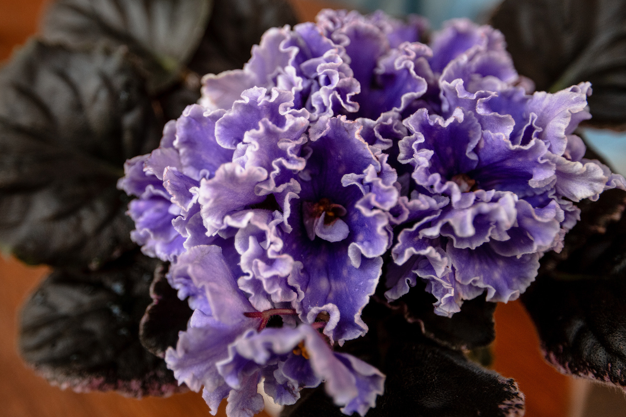 Съемка для Татьяны. Бизнес: онлайн-магазин фиалок. Семейный фотограф в Москве Марина Петра