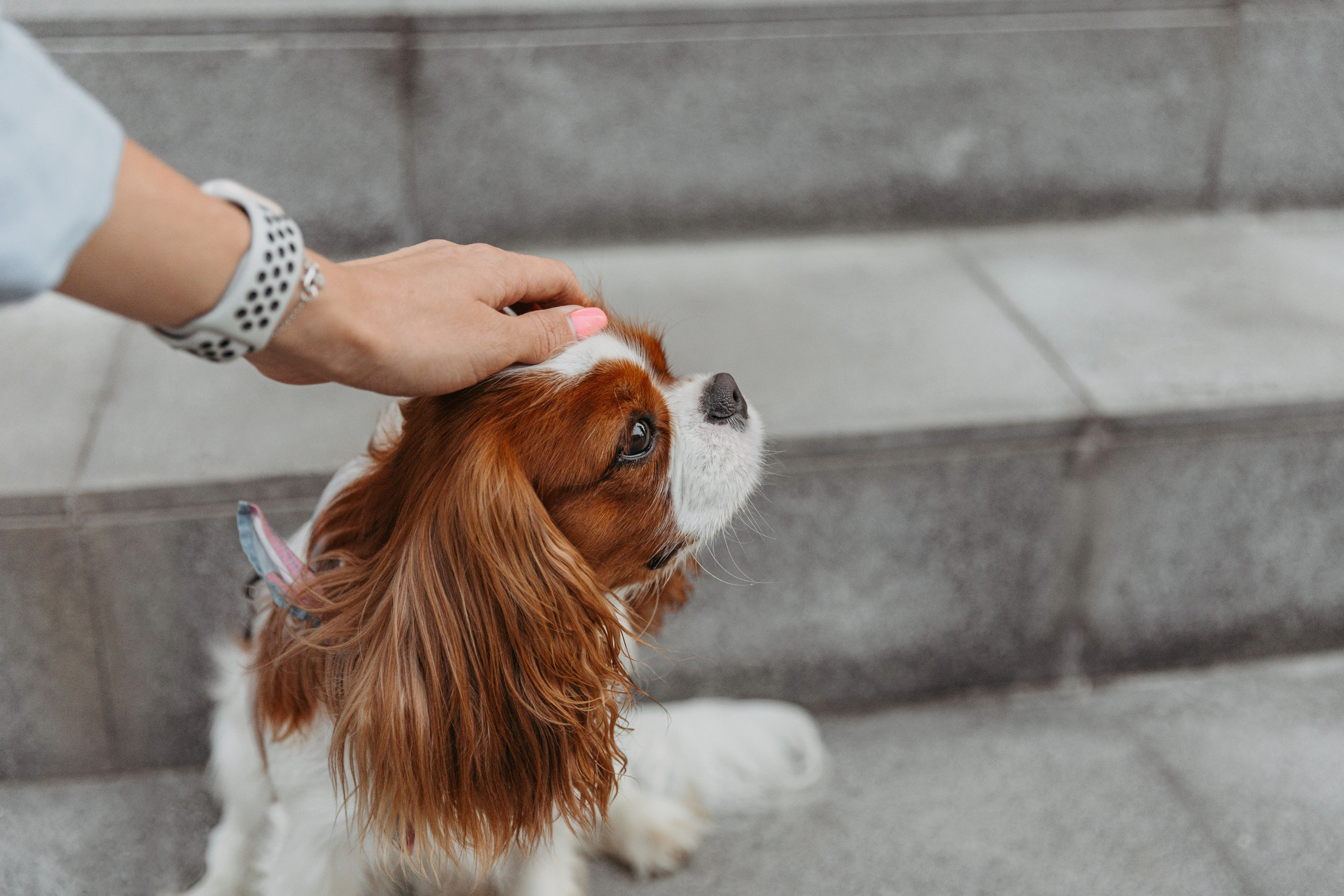 Настя, Антон и Марсель. Фотограф-анималист в Москве Соломонова Варвара