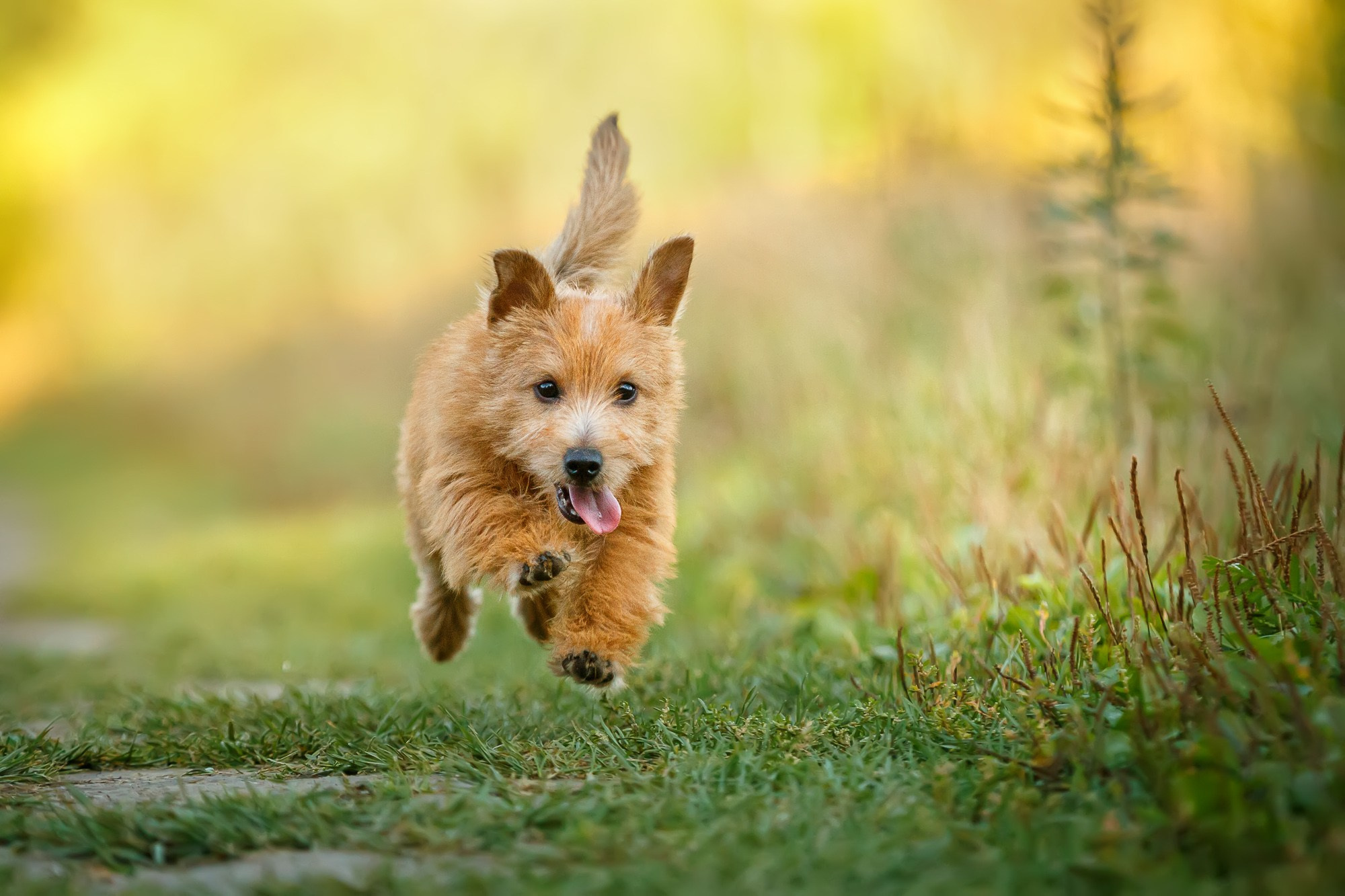 Фотосъёмки щенков. Фотограф-анималист Natalia Deingel | Фотосъемка собак в Москве