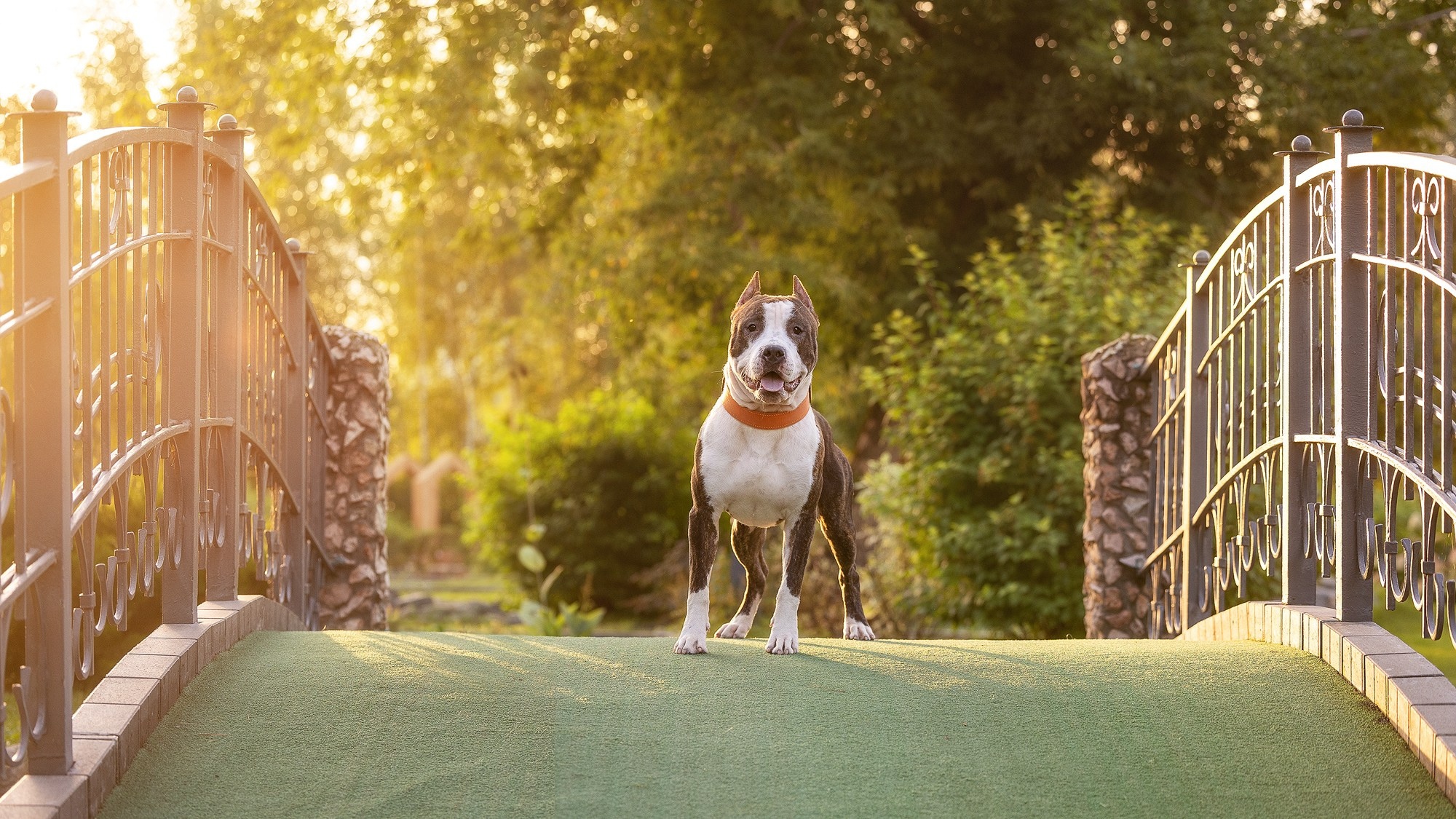 Амстафф Честер и его семья. Фотограф-анималист Natalia Deingel | Фотосъемка собак в Москве
