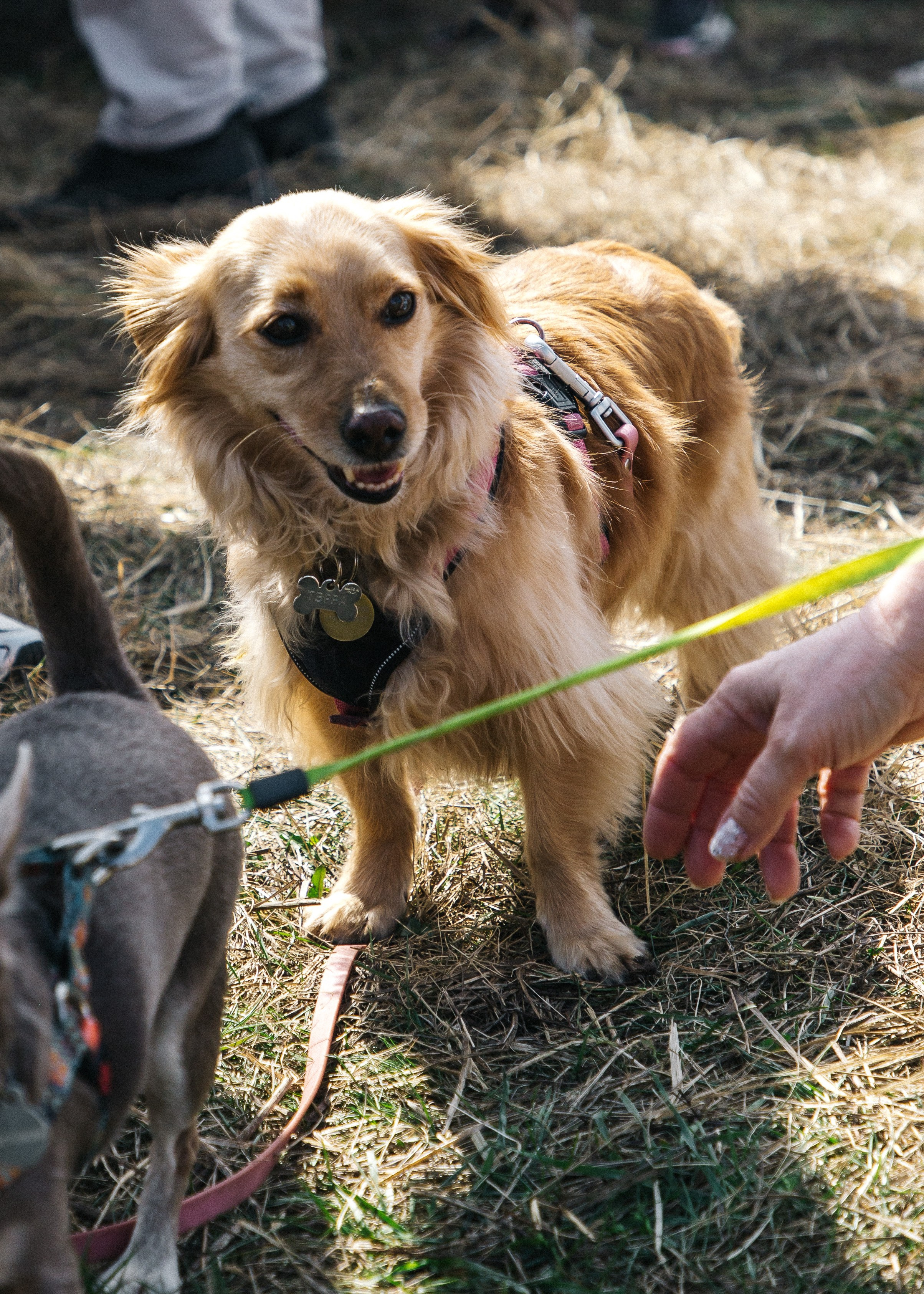 Кросс «Быстрый пёс» 2025. Репортажный фотограф в Москве