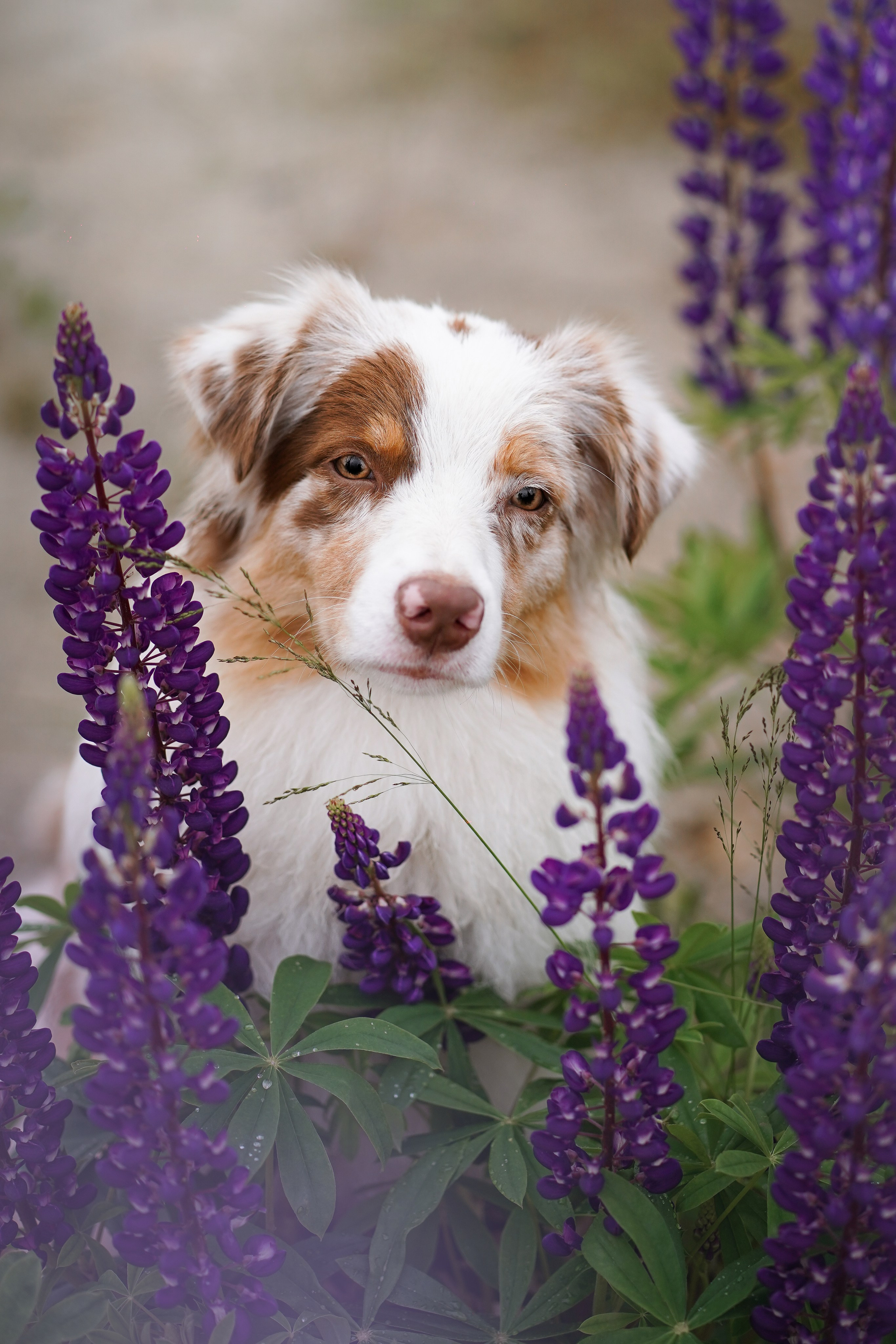 Аня Арчи и Панда в люпинах. Фотограф-анималист в Санкт-Петербурге Яна Мартынова
