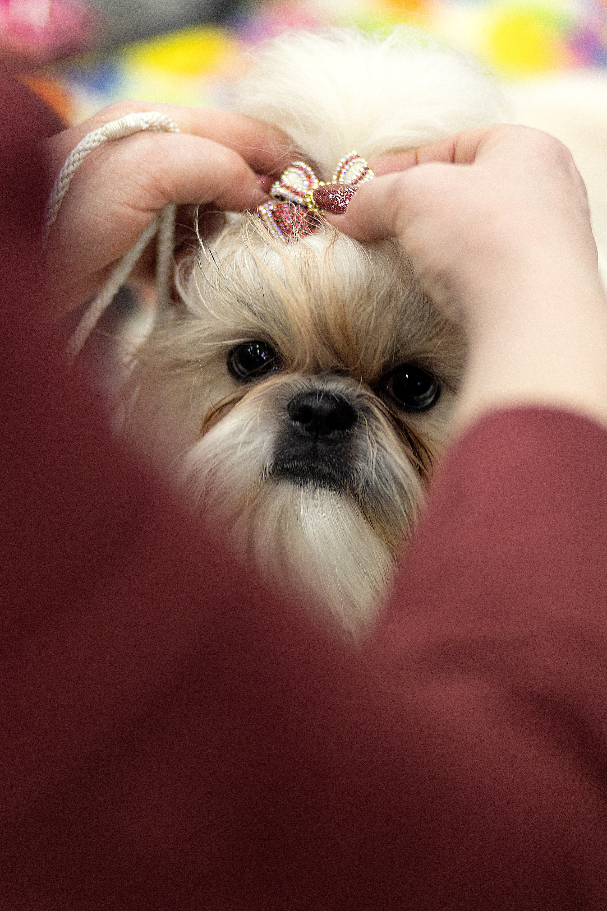 Анималистика