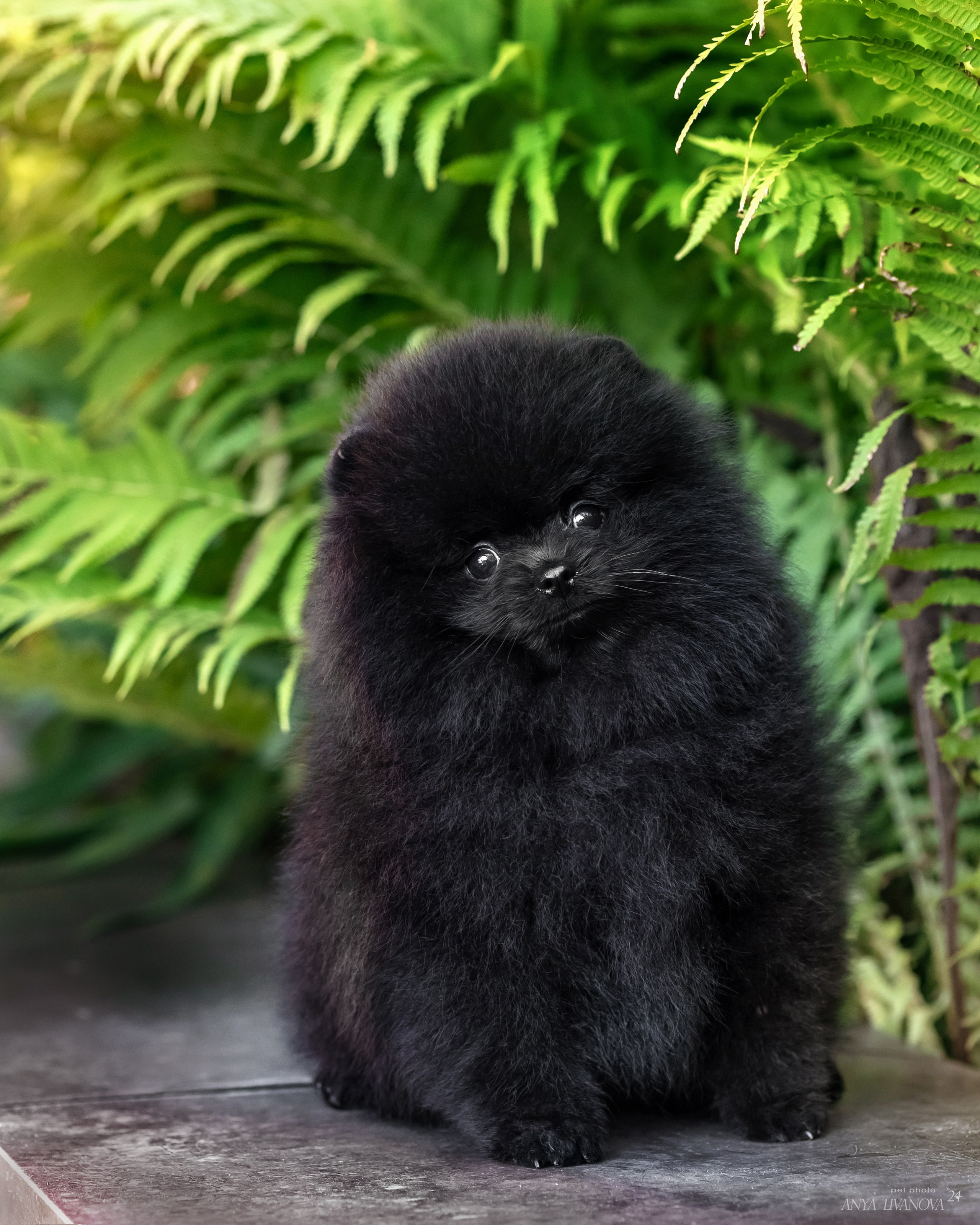 Шпицы. Фотограф анималист Аня Ливанова | Рыбинск