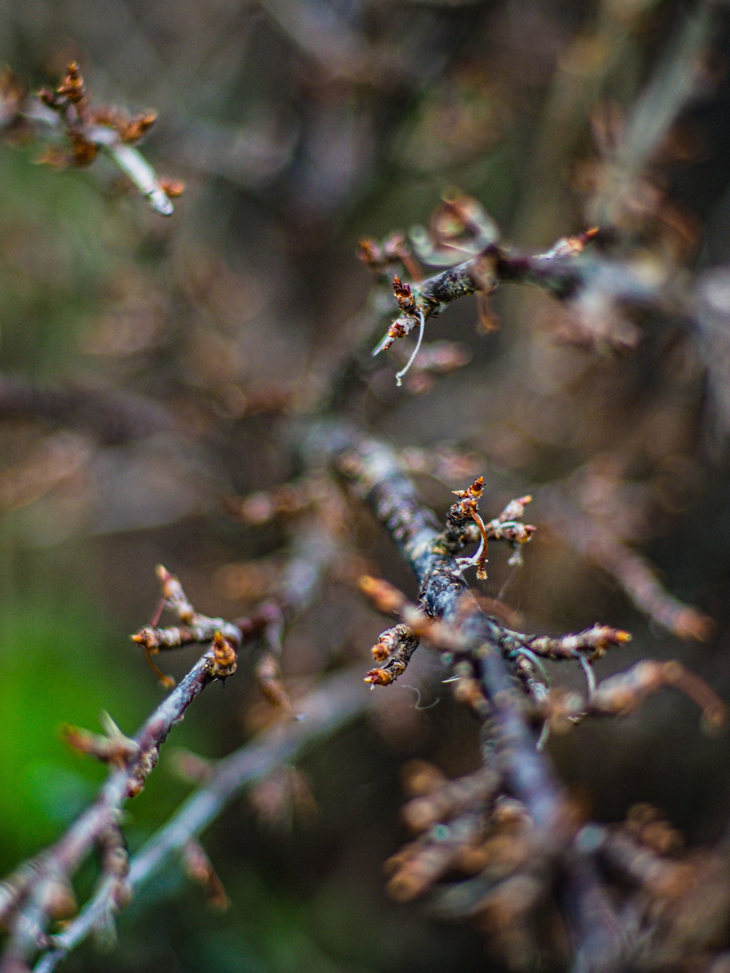 Природа/Животные