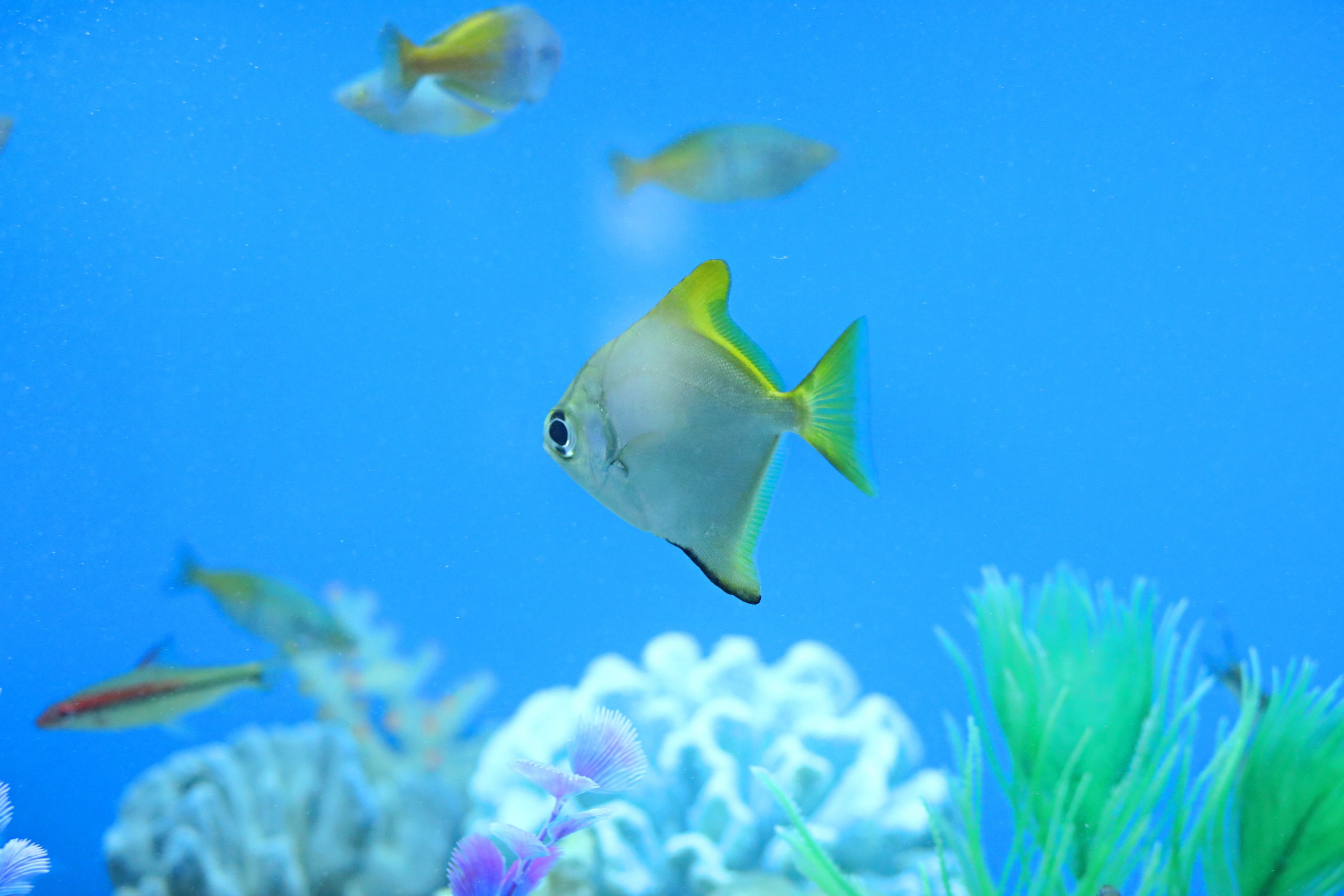Ростовский зоопарк. Фото-художник и Репортажный фотограф Николаев Александр Алексеевич