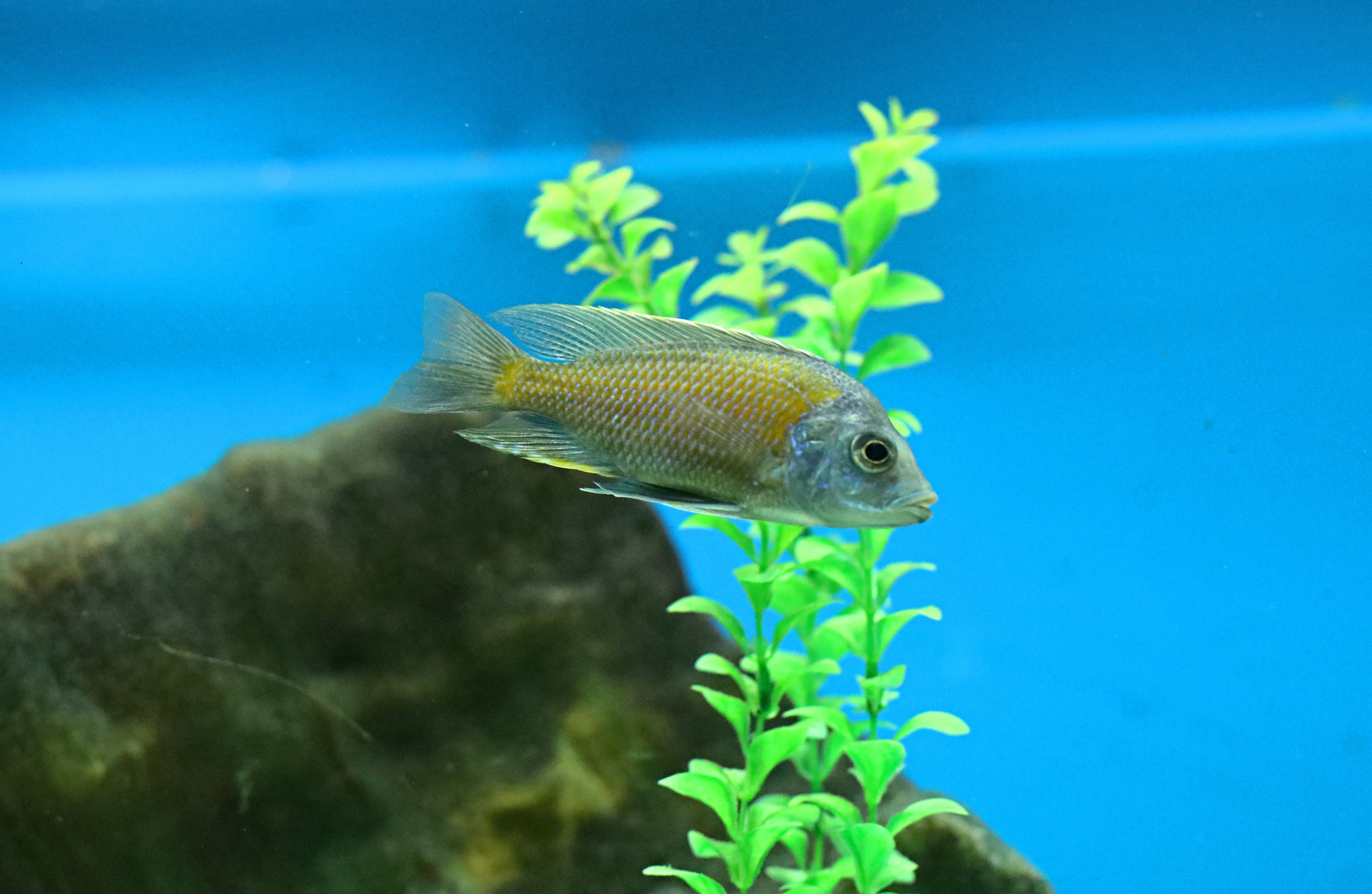 Ростовский зоопарк. Фото-художник и Репортажный фотограф Николаев Александр Алексеевич