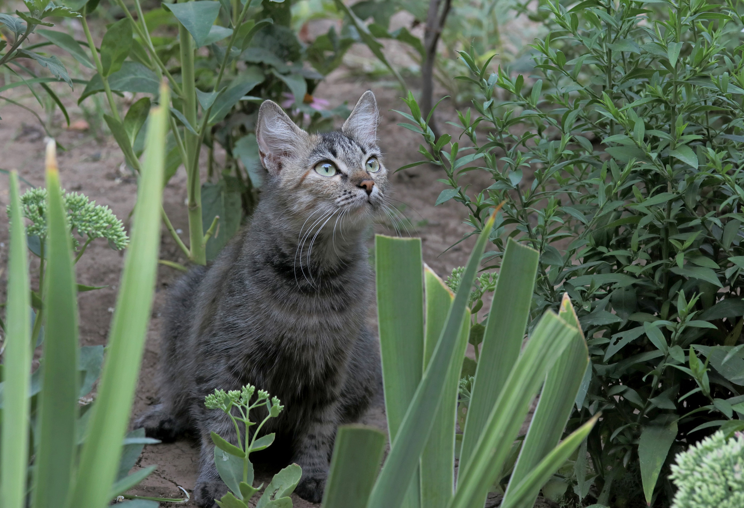 Домашние животные-Кошки. Фото-художник и Репортажный фотограф Николаев Александр Алексеевич