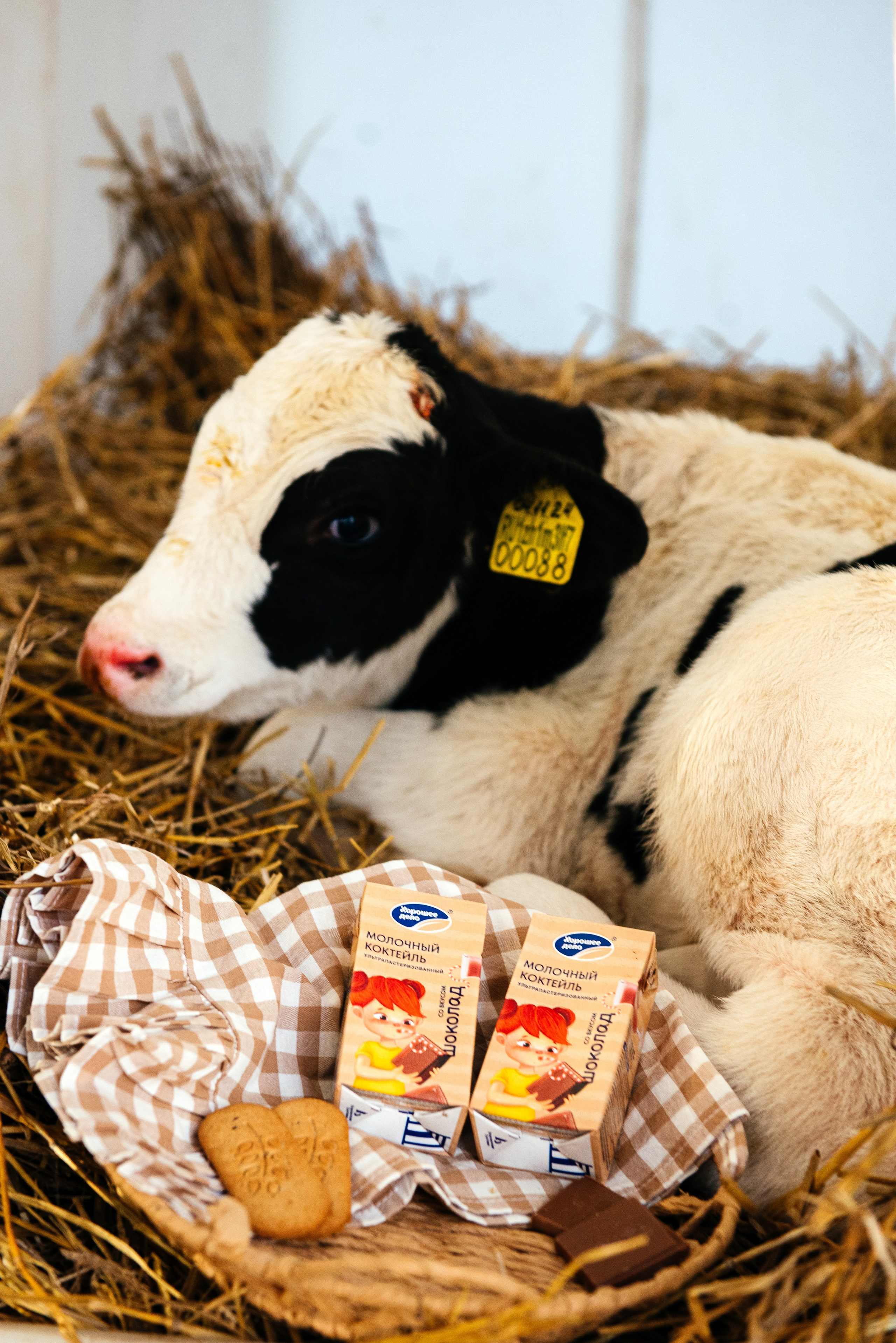 Хорошее дело I Дубенки. Фотограф в Республике Мордовия София Сержантова