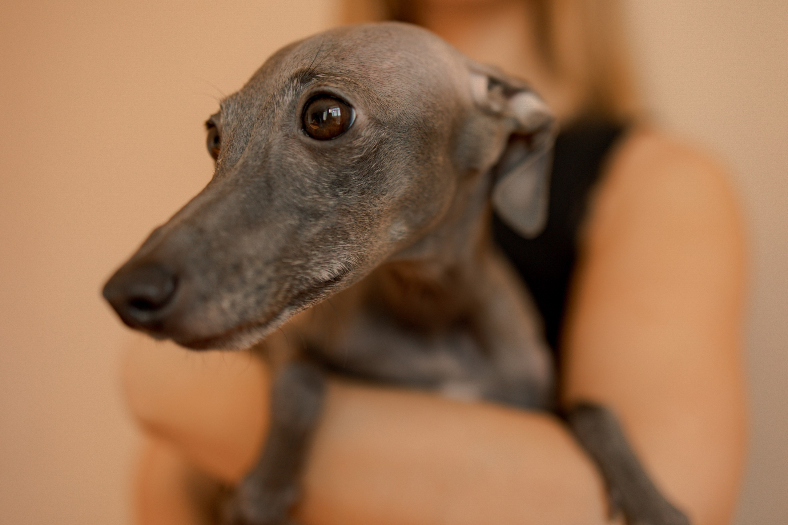 Ксюша и Луна. Фотограф — Анималист | Санкт-Петербург