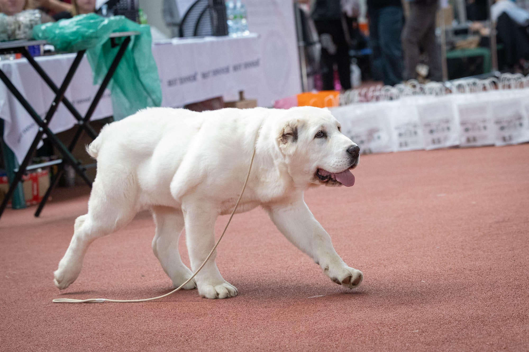 IDBC. Виктория Михайловская. Фотограф-анималист. Москва