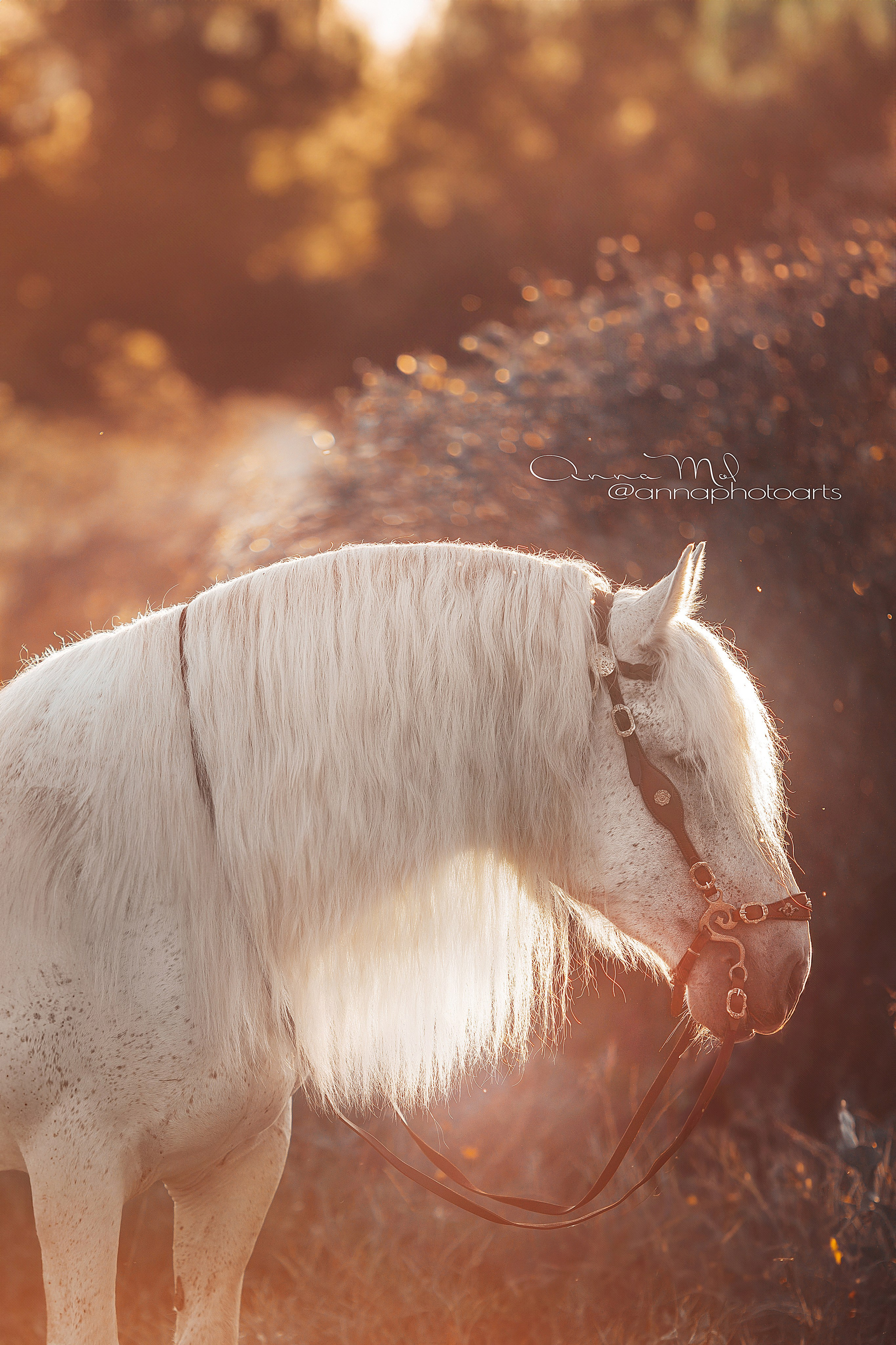Съемка для лошадей. Анна Молчанова конный фотограф в Тюмени | фотосессии с лошадьми Тюмень